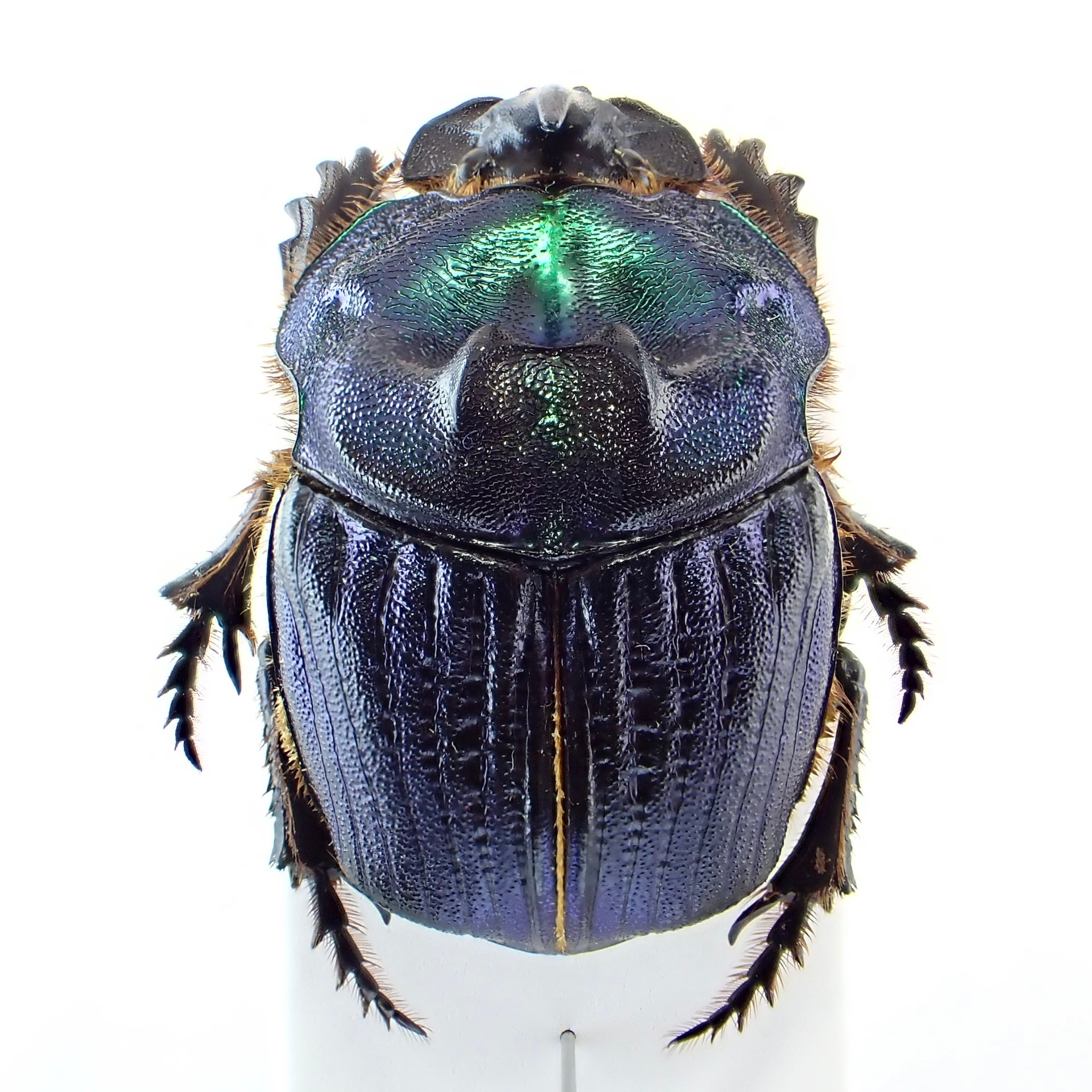 アルゼンチン産 Megaphanaeus bonariensis ♀ 28mm | 昆虫標本 Diggers