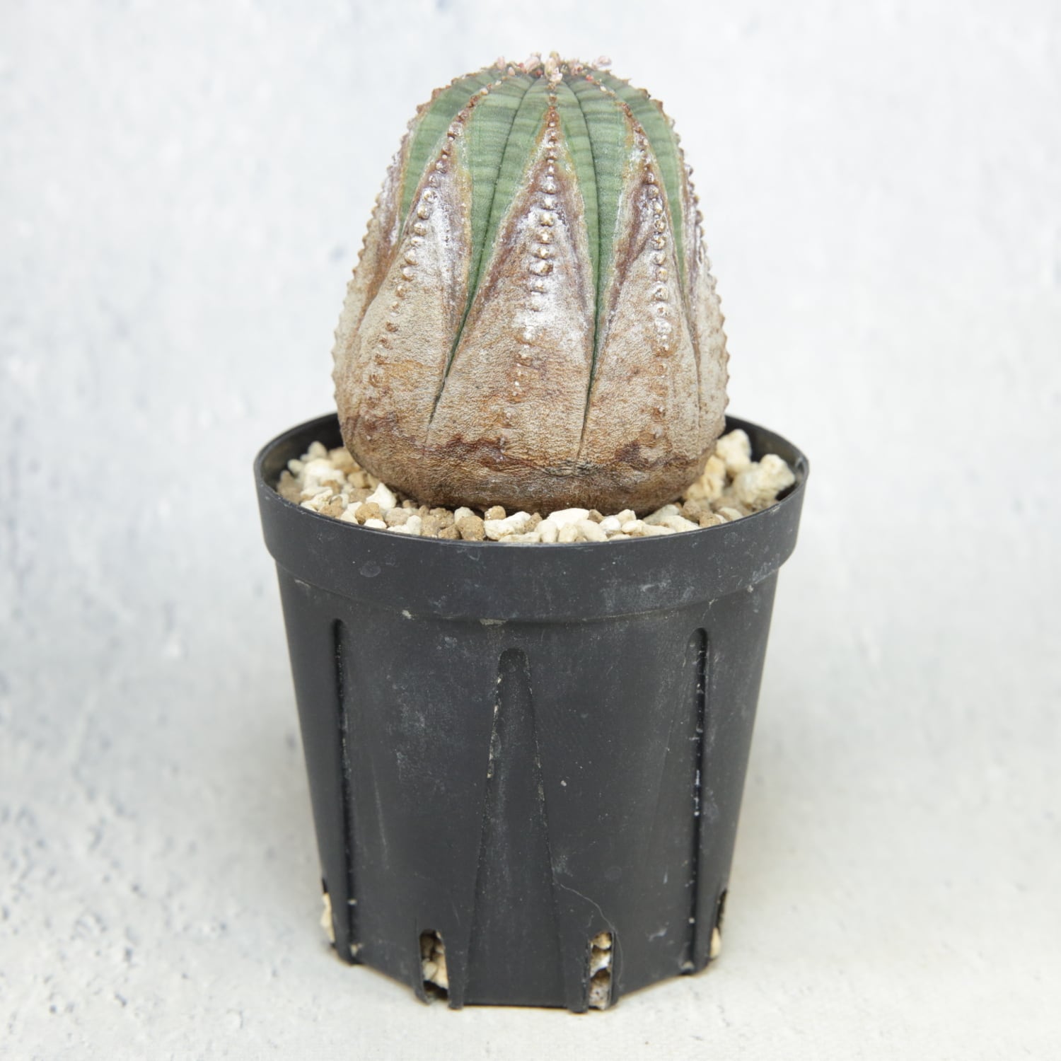 美模様 木質化 マイクロオベサ / ユーフォルビア | LIGHTHOUSE.PLANTS