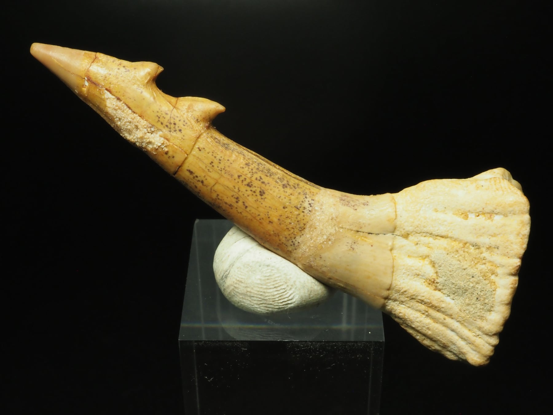 超激レア2本棘！ノコギリエイの歯【81mm】【Onchopristis dunklei