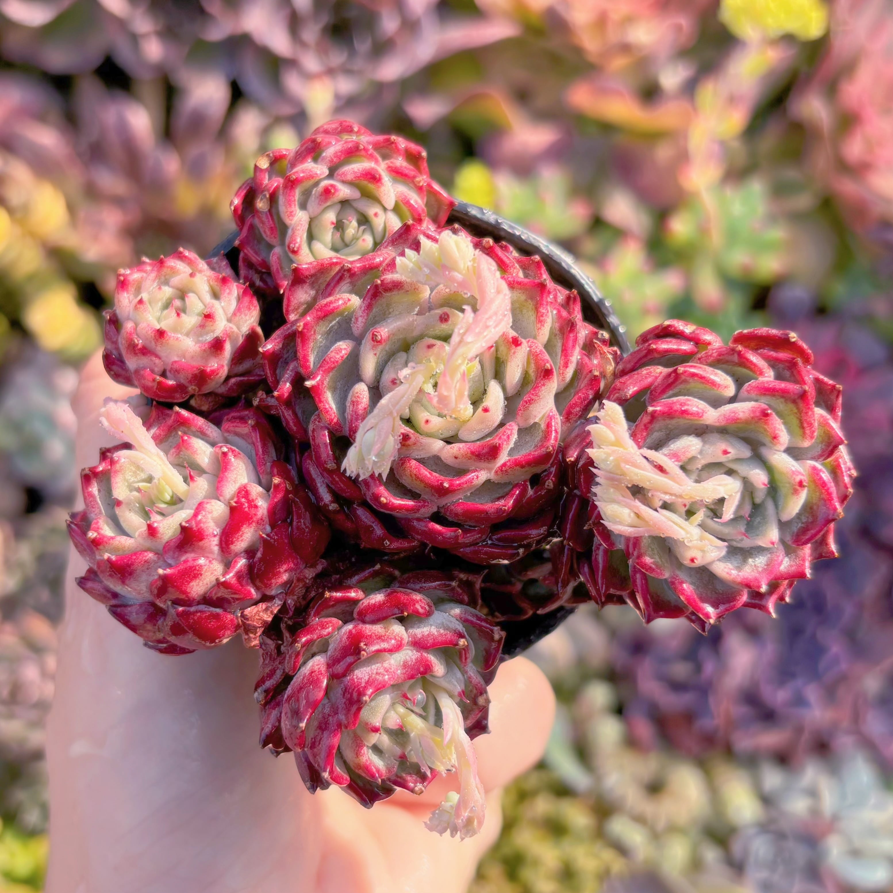 現品　沙羅姫牡丹#829　新入荷　るる農園