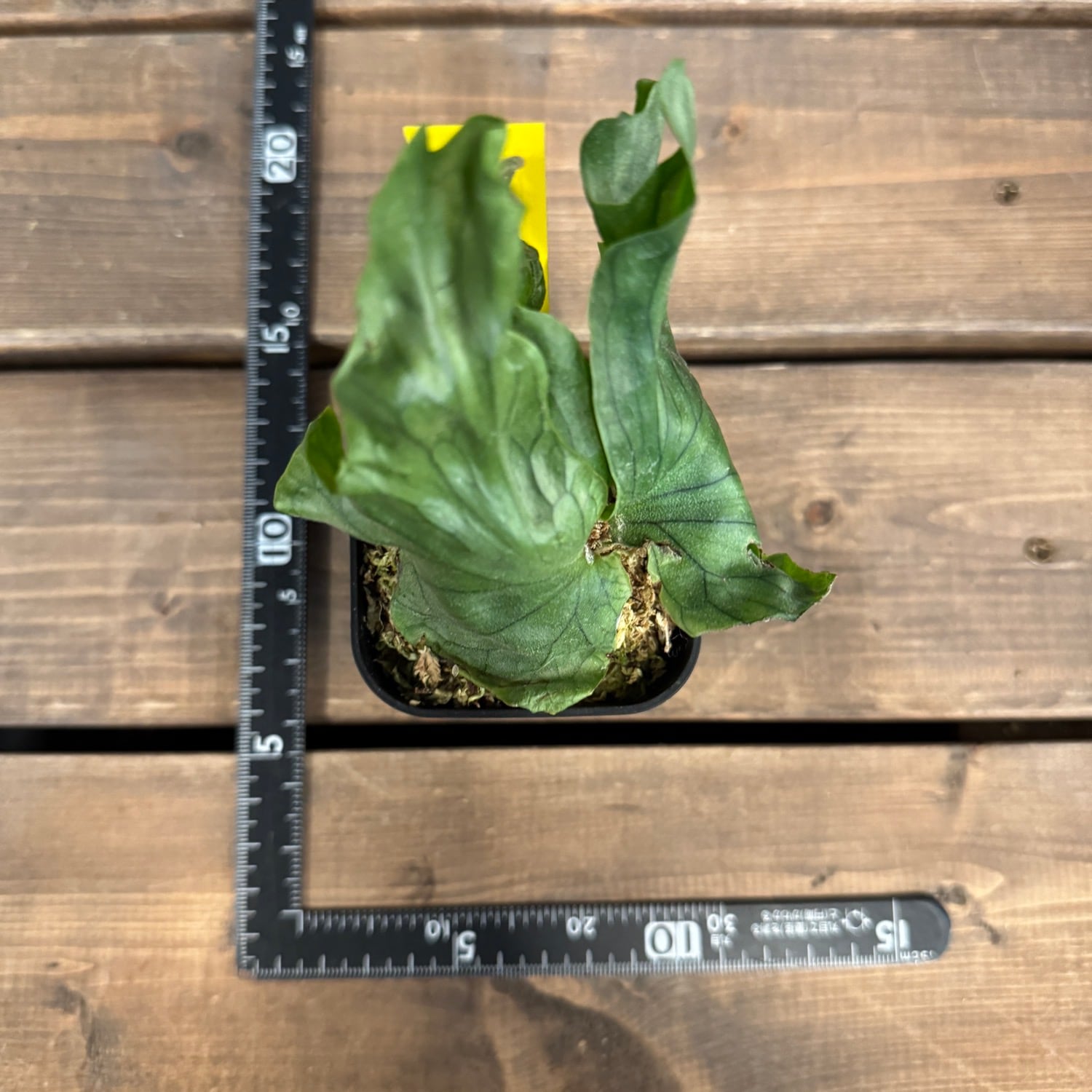 エウレカ【要プロフ参照】様 フォロー割 専用出品 ビカクシダ Platycerium wandae 'Dwarf and Curling'【403