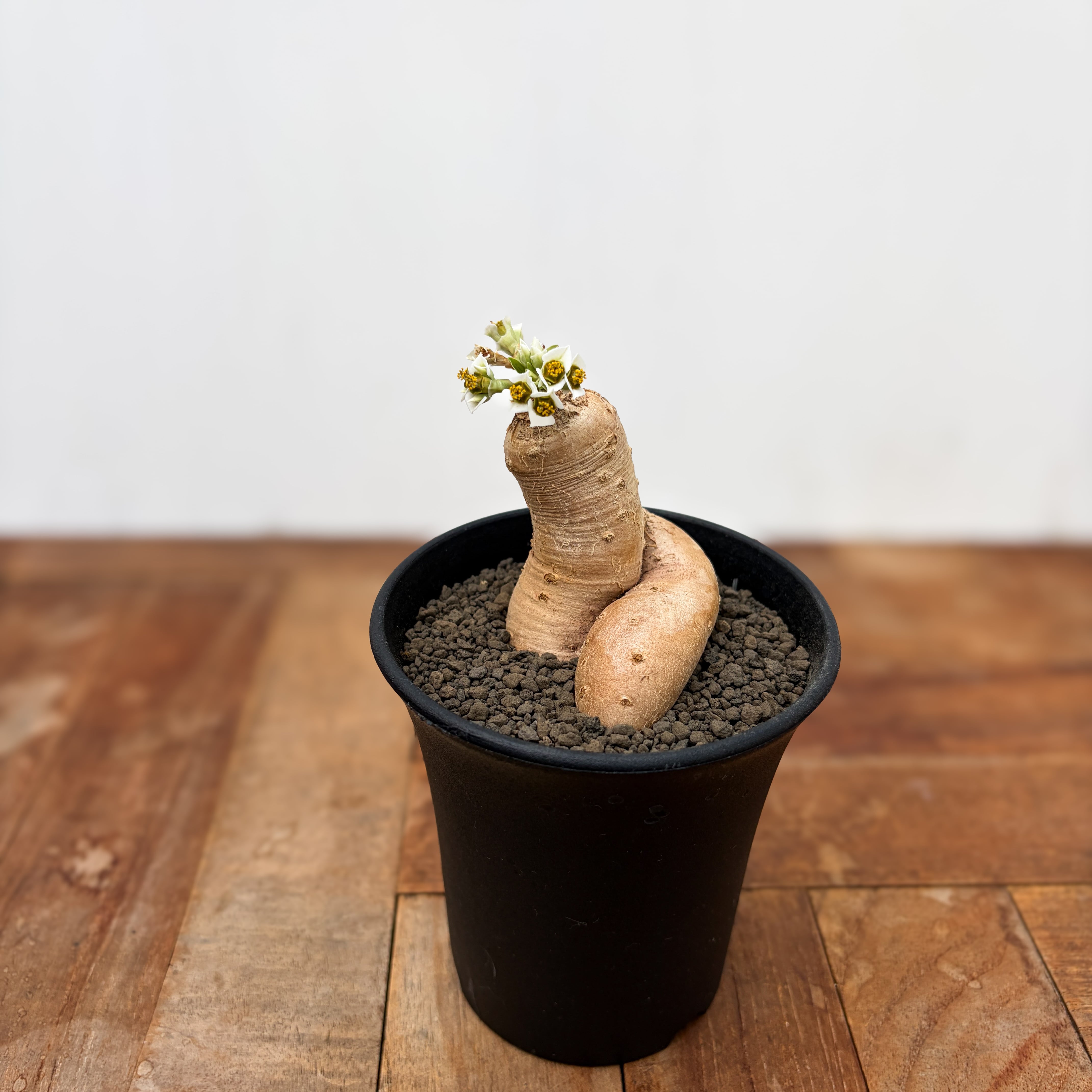 Euphorbia primulifolia 【ユーフォルビア・プリムリフォリア・実生