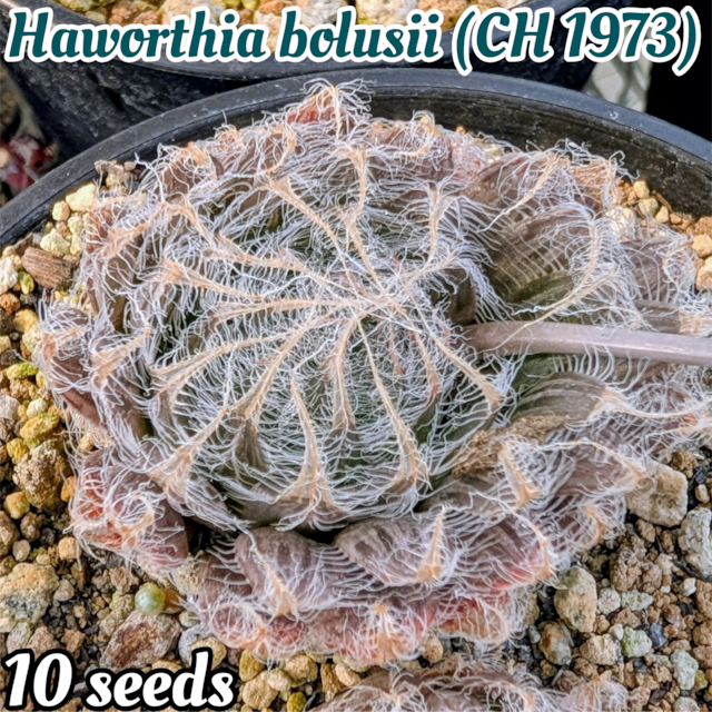 種子/10粒】Haworthia picta (GM 256)/ハオルチア・ピクタ | YAJIMA