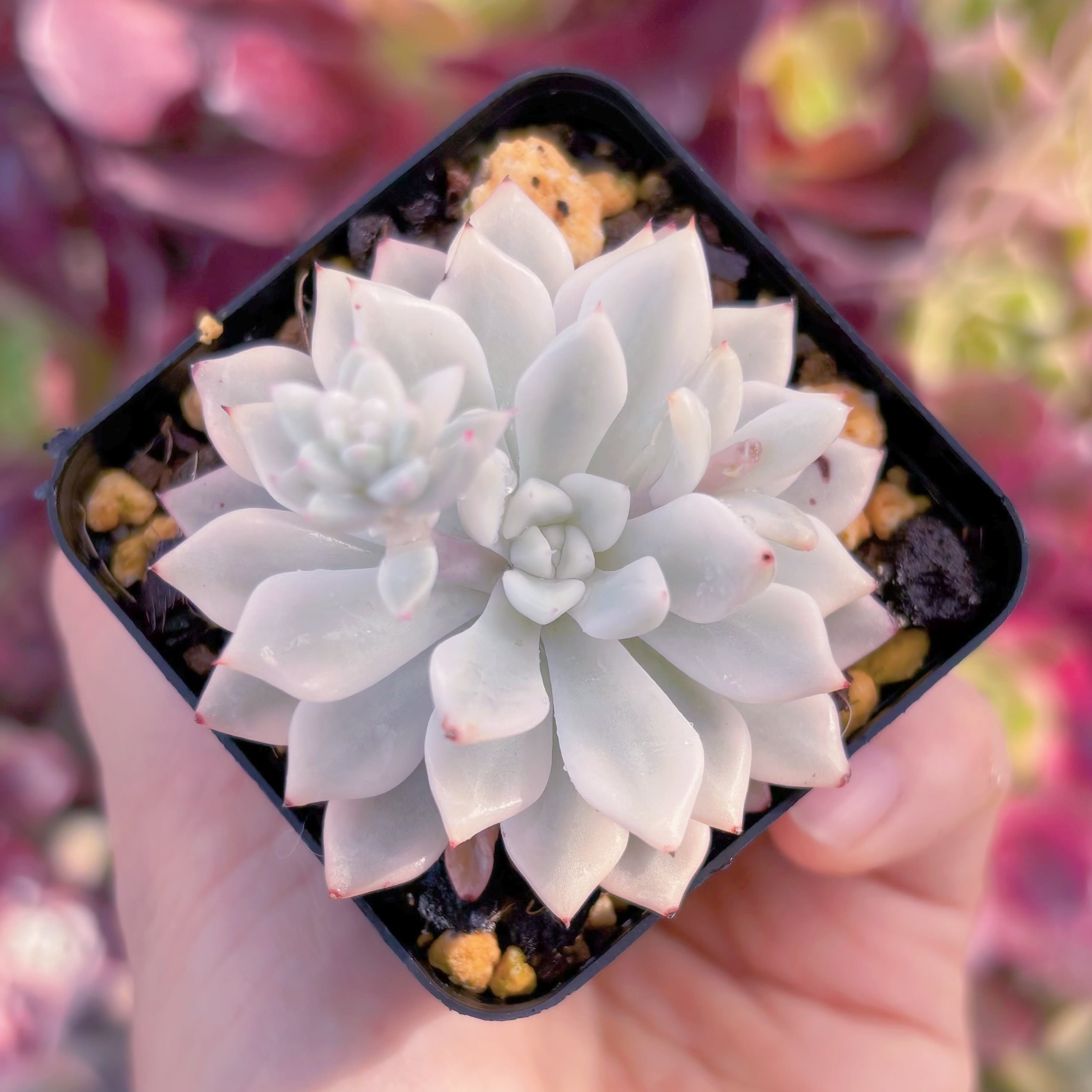 現品　雪の女王錦#D13　るる農園