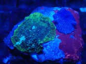 Discosoma From Austraria 4