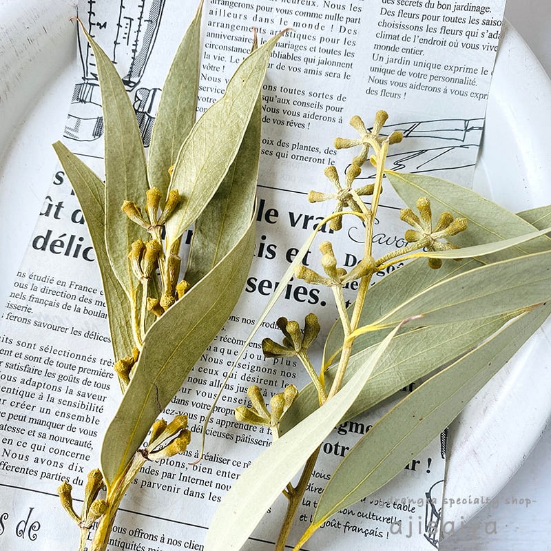 ユーカリ アンバー 実付き ドライフラワー 自然素材こわけ専門店 あじさいや