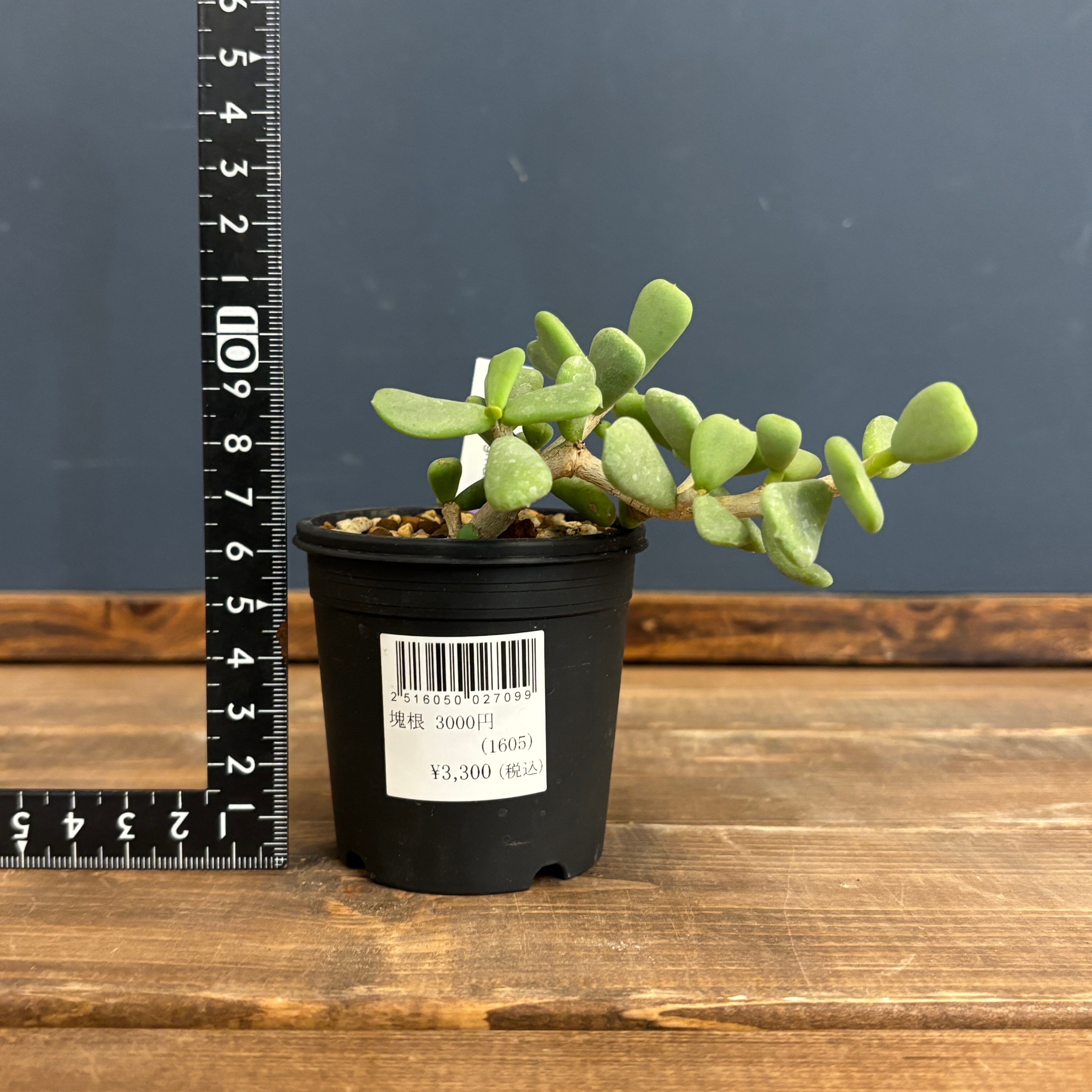 ケラリア ピグマエア 挿し木【89】 | PROTOLEAF プロトリーフ