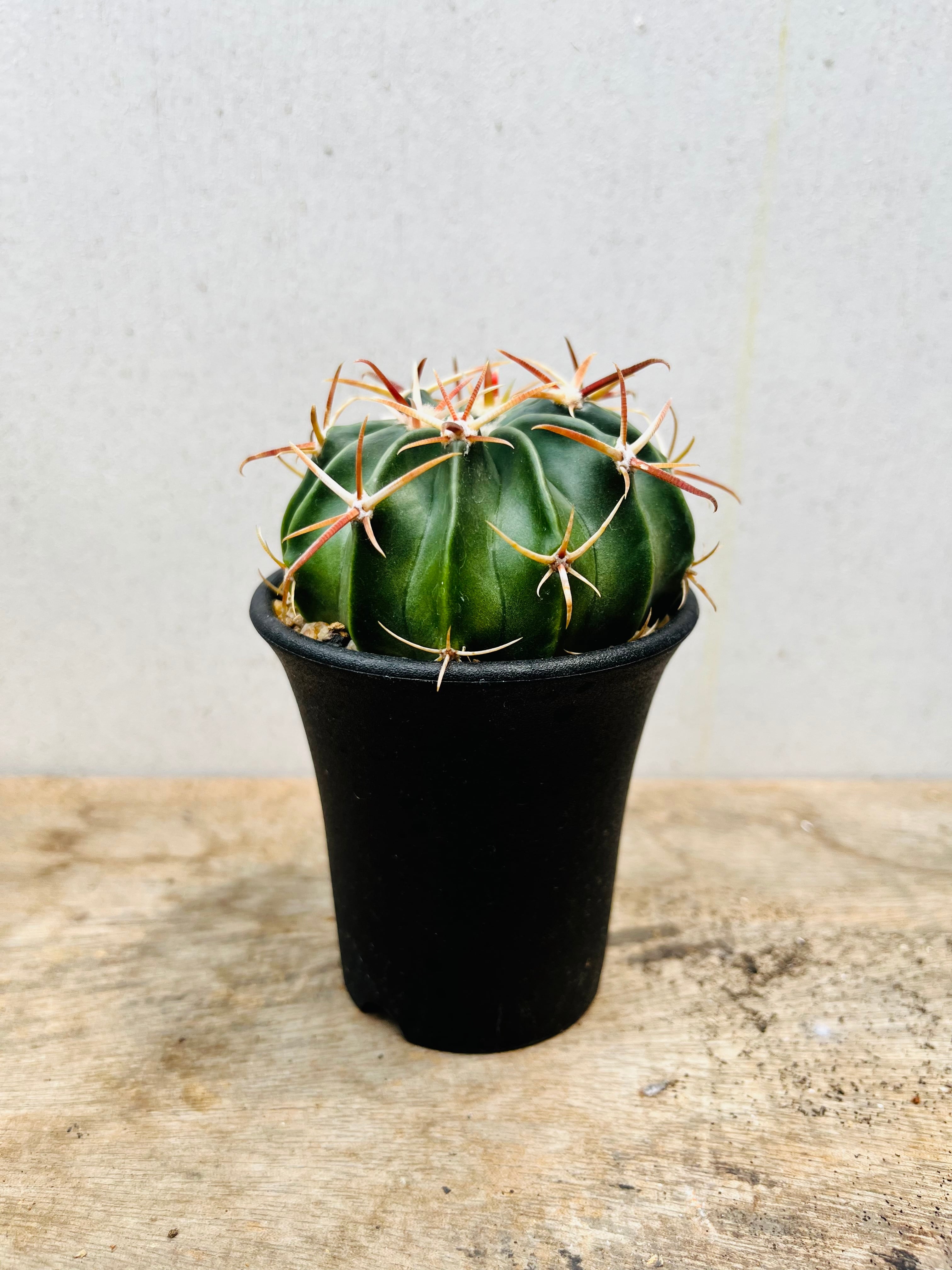 Echinocactus texensis エキノカクタス 綾波 サボテン | plants