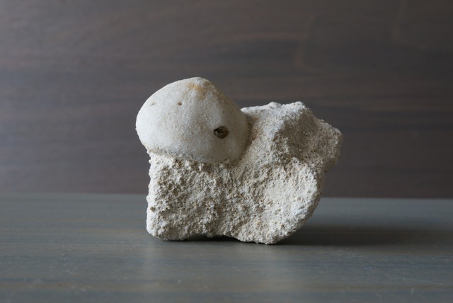 ウニ化石　母岩付き　Rhyncholampas trojanus