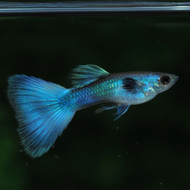 【専用】モスコーグリーン　若魚2ペア