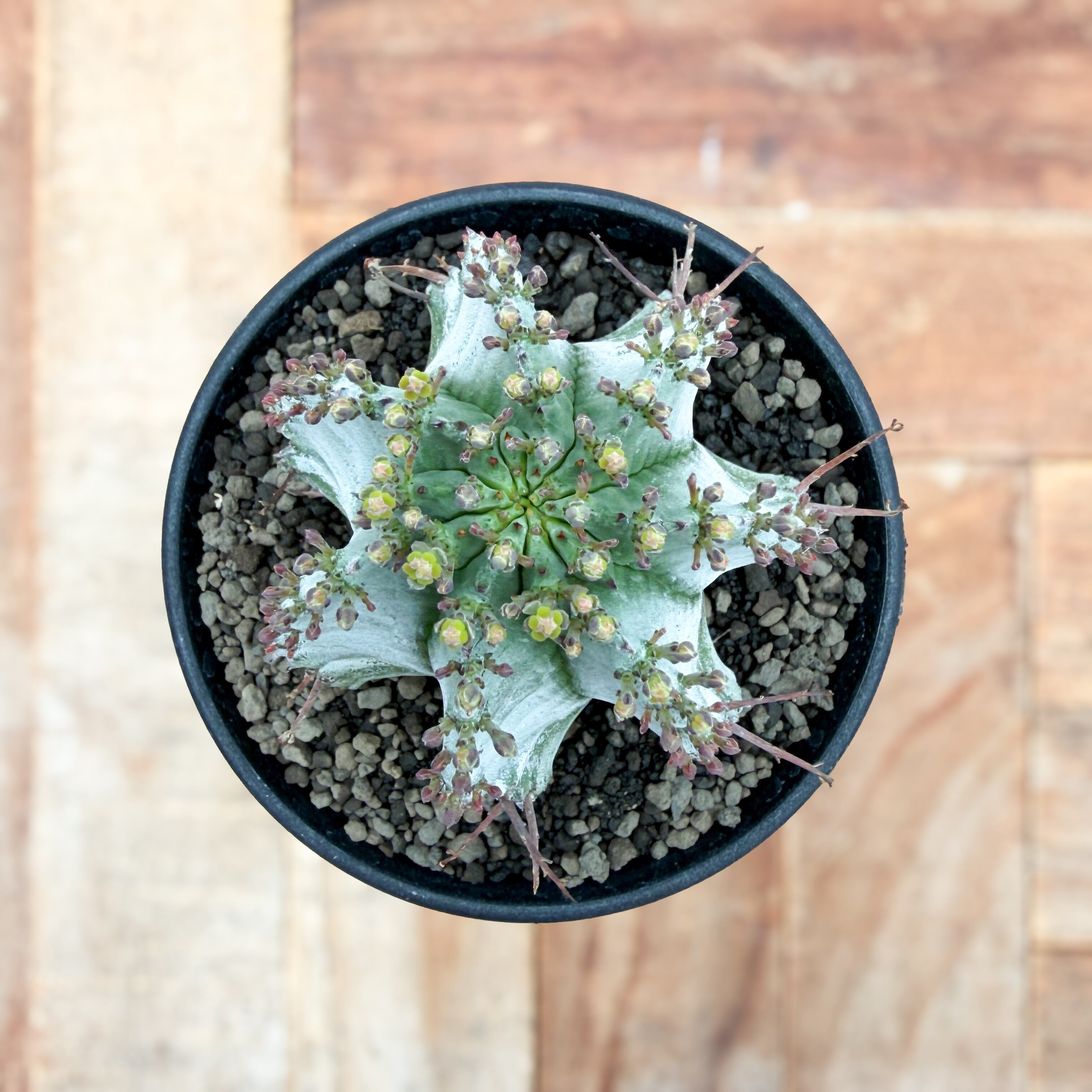 Euphorbia hyb. horrida【ユーフォルビア・玉型白ホリダ】 | RIMO'S