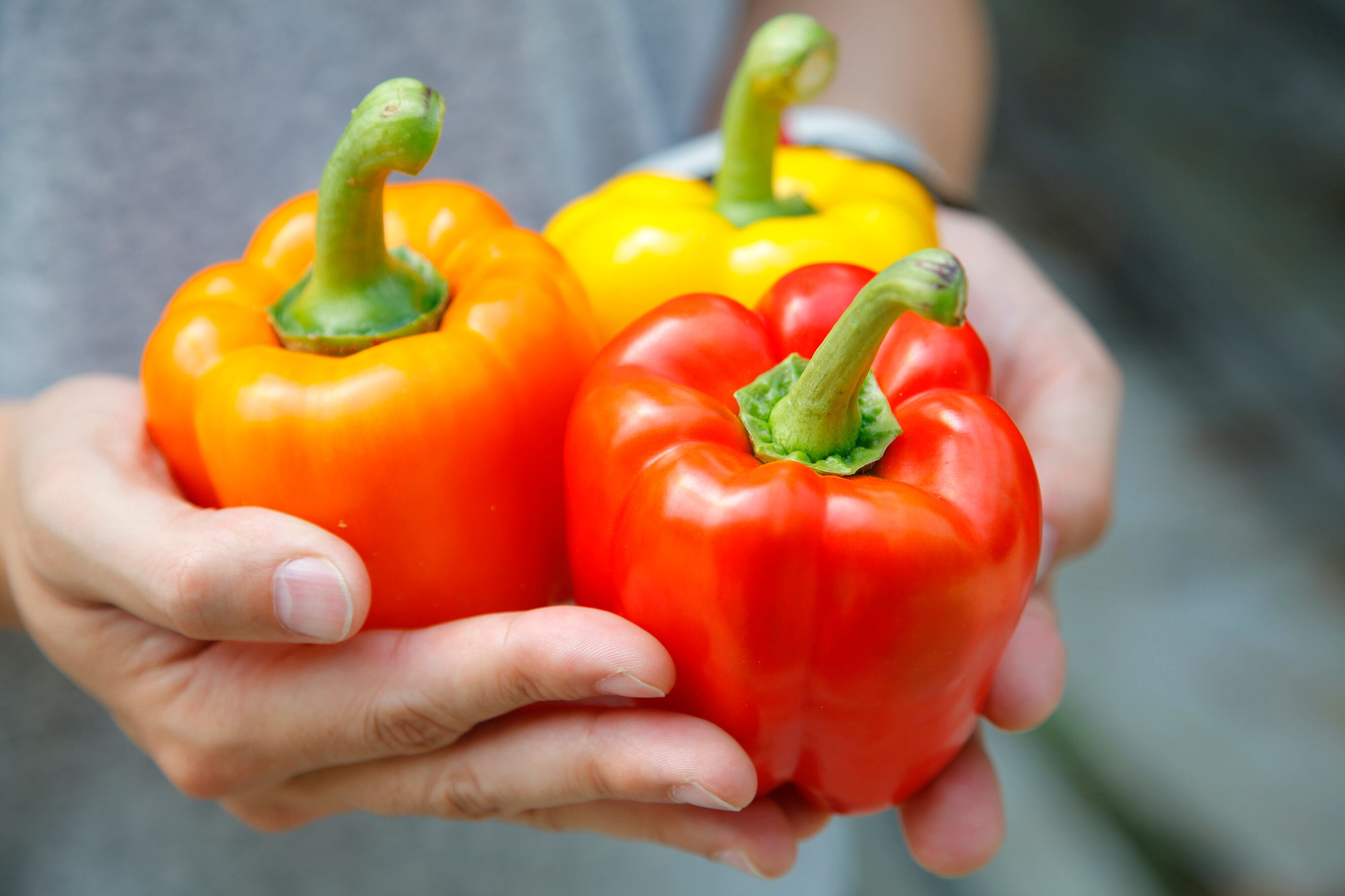 ロクマルパプリカ定期便 Lサイズ 6玉入り 12回 Earth Mind