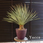 ユッカ ロストラータ シルバーブルー 細葉 グレープカラー 樹脂鉢 株立ち 観葉植物 ドライガーデン