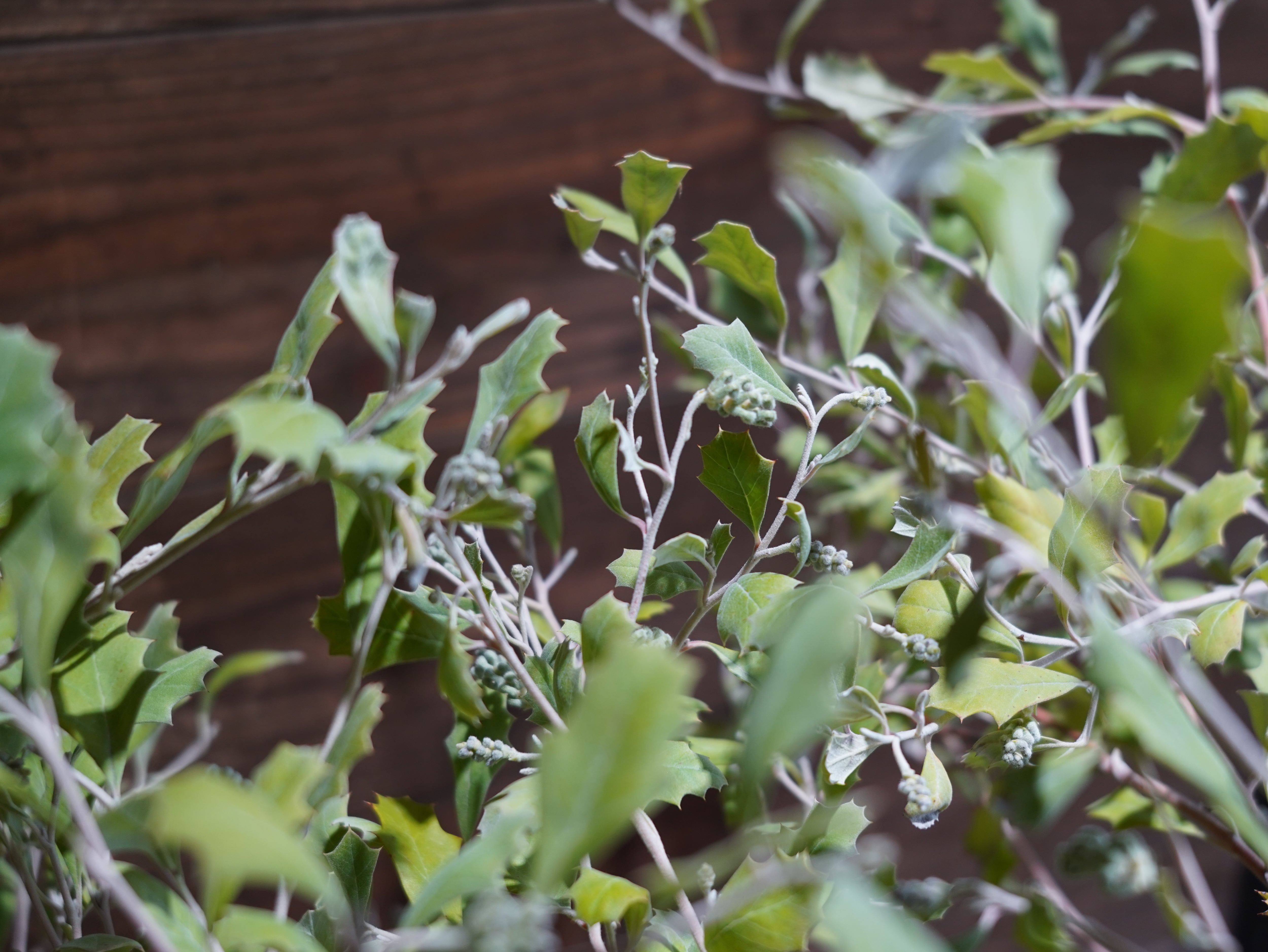 【現物】グレビレア　”ホーリーホワイト”