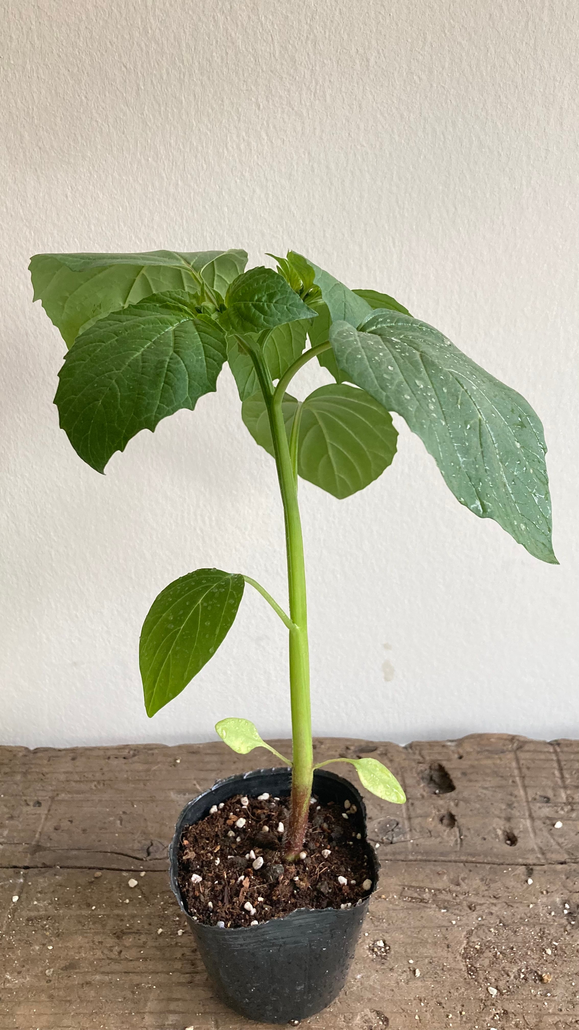 今期販売終了※トマティロ［TOMATILLOS］トマティーヨの苗【固定種