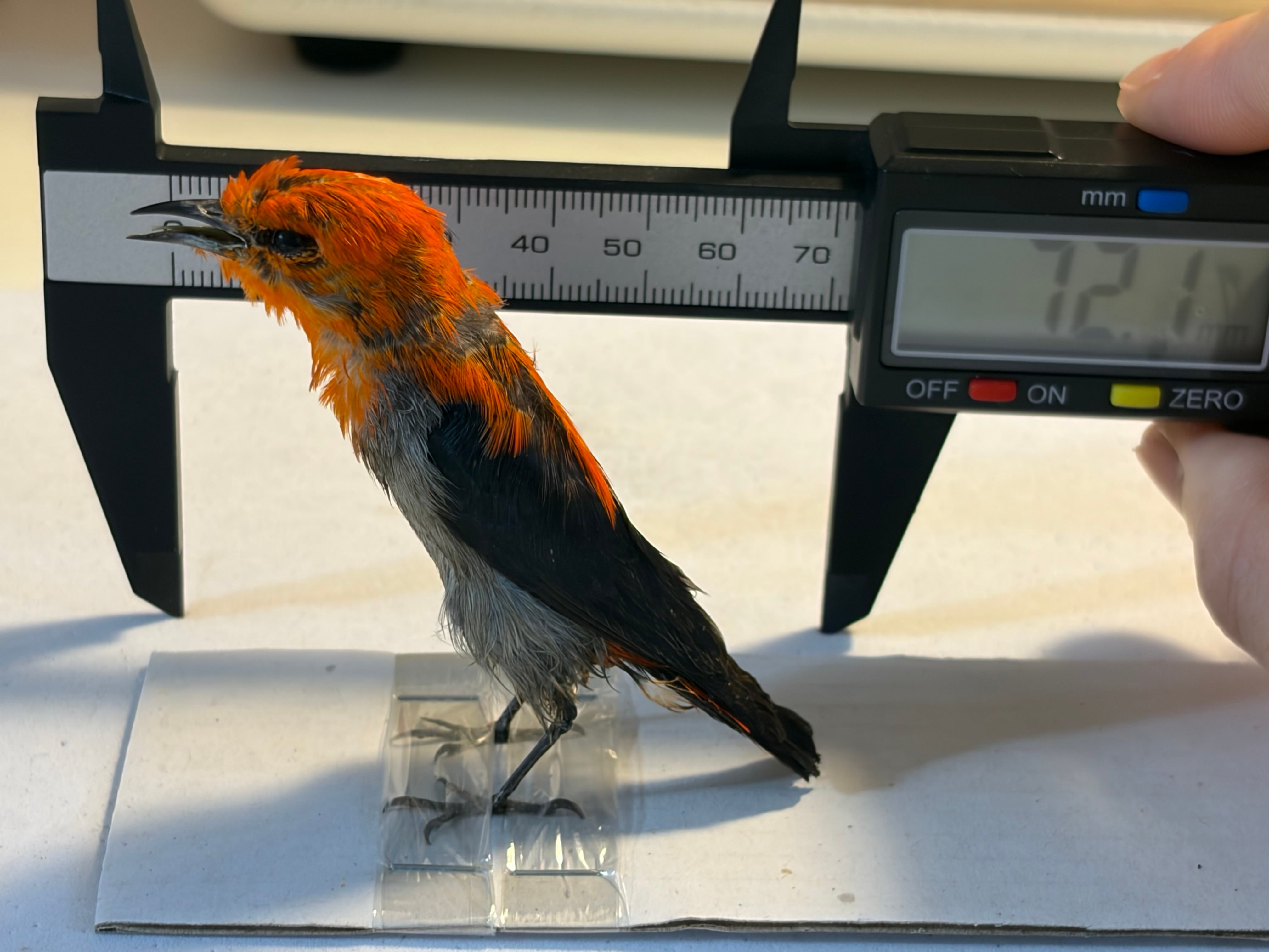 鳥剥製】ショウジョウハナドリ インコ フクロウ カラス オウム ハト