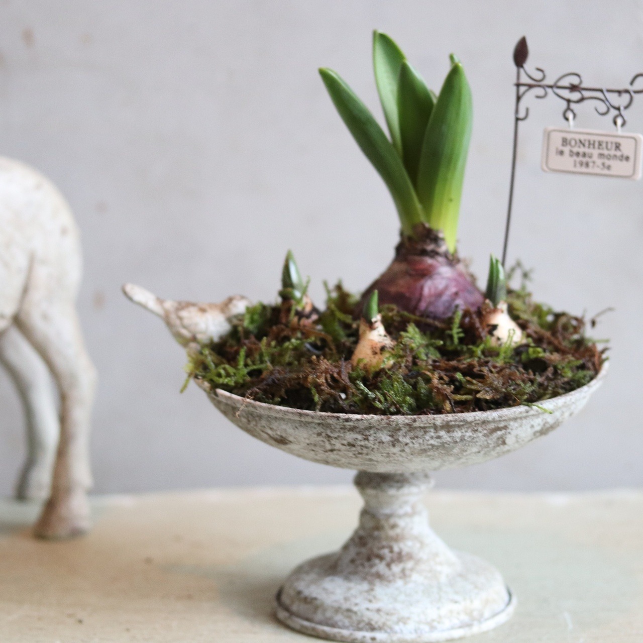 カップに球根のガーデン　届いてすぐ玄関に飾れる 　プレゼントにもオススメ　