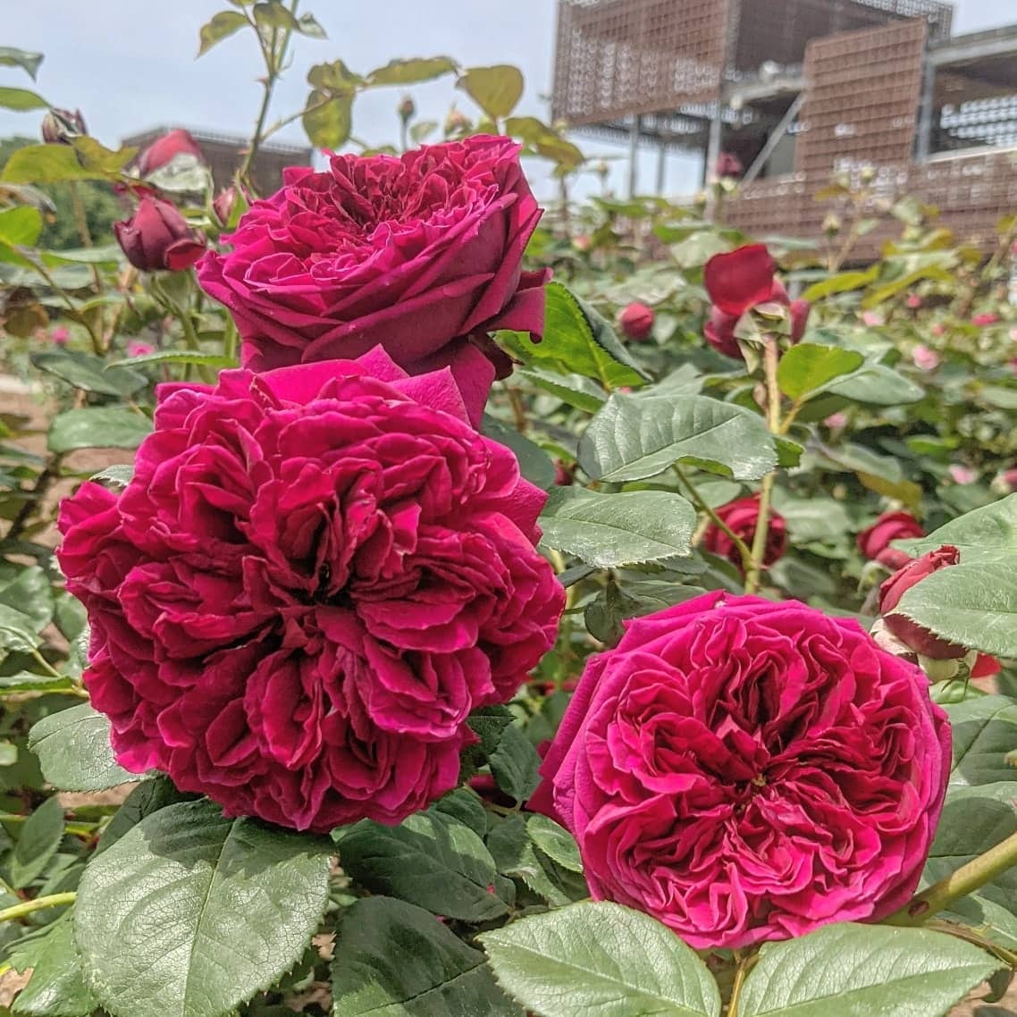 ザ スクワイヤー | 天空のバラ園(無農薬バラ苗・花苗・クレマチス