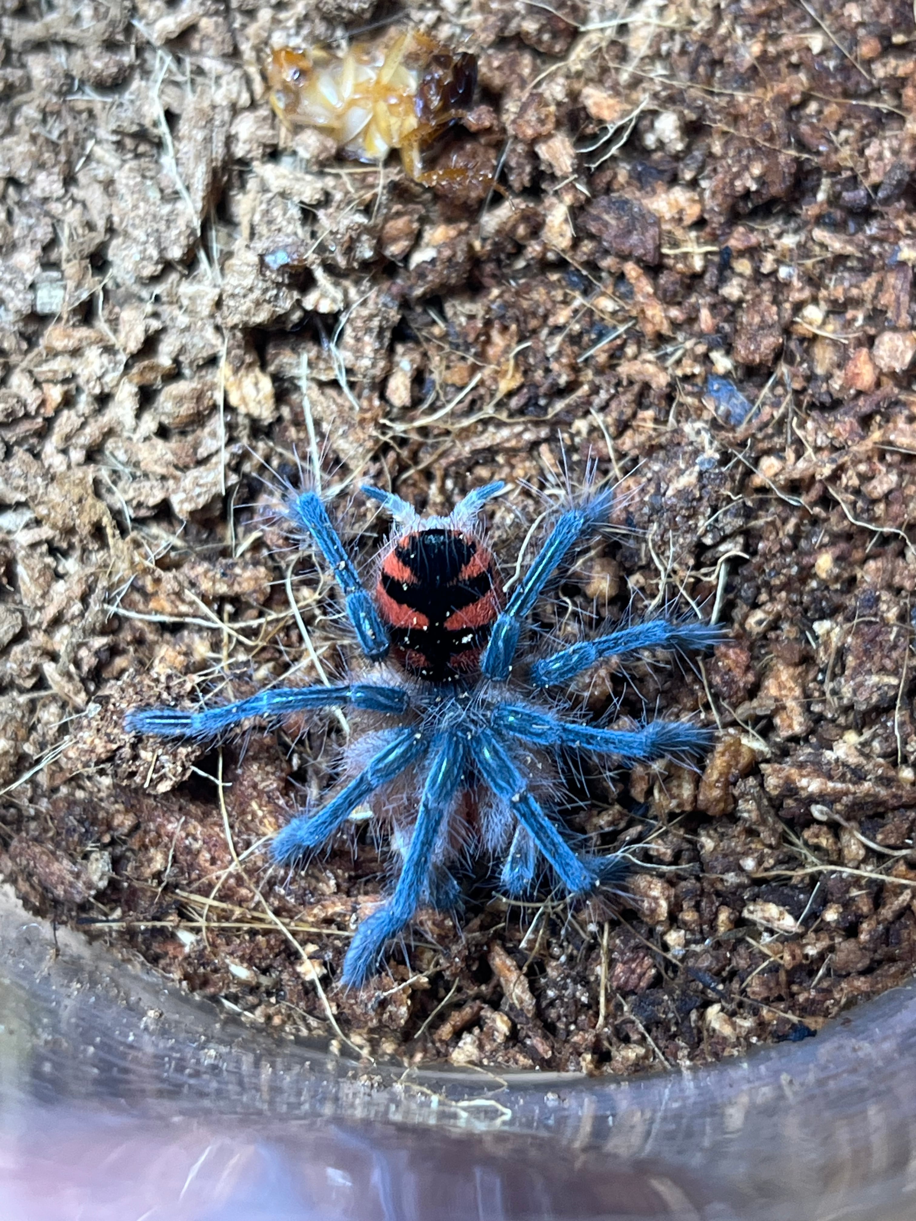 サソリ | オモニキチュウ