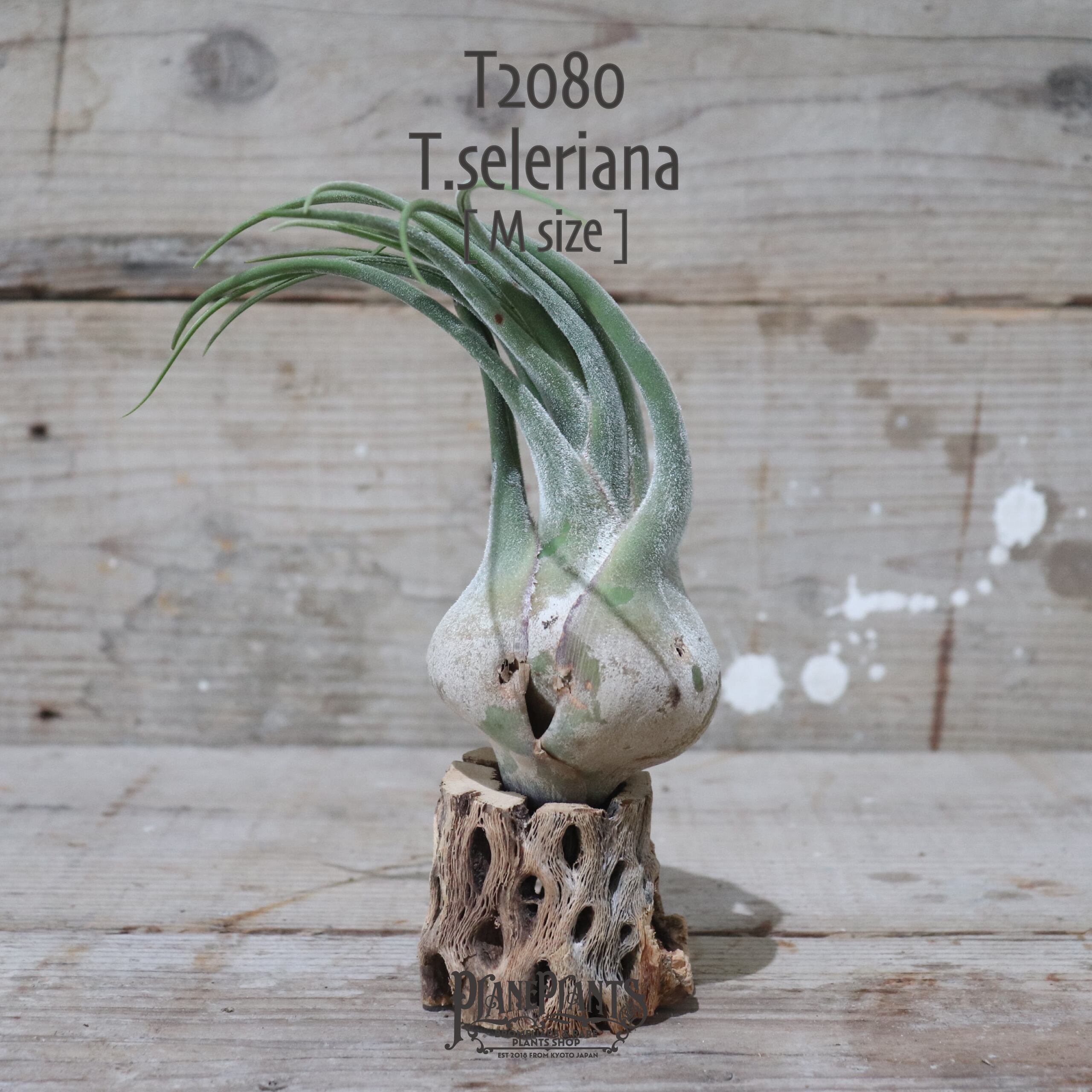 【送料無料】セレリアナ M〔エアプランツ〕現品発送T2080