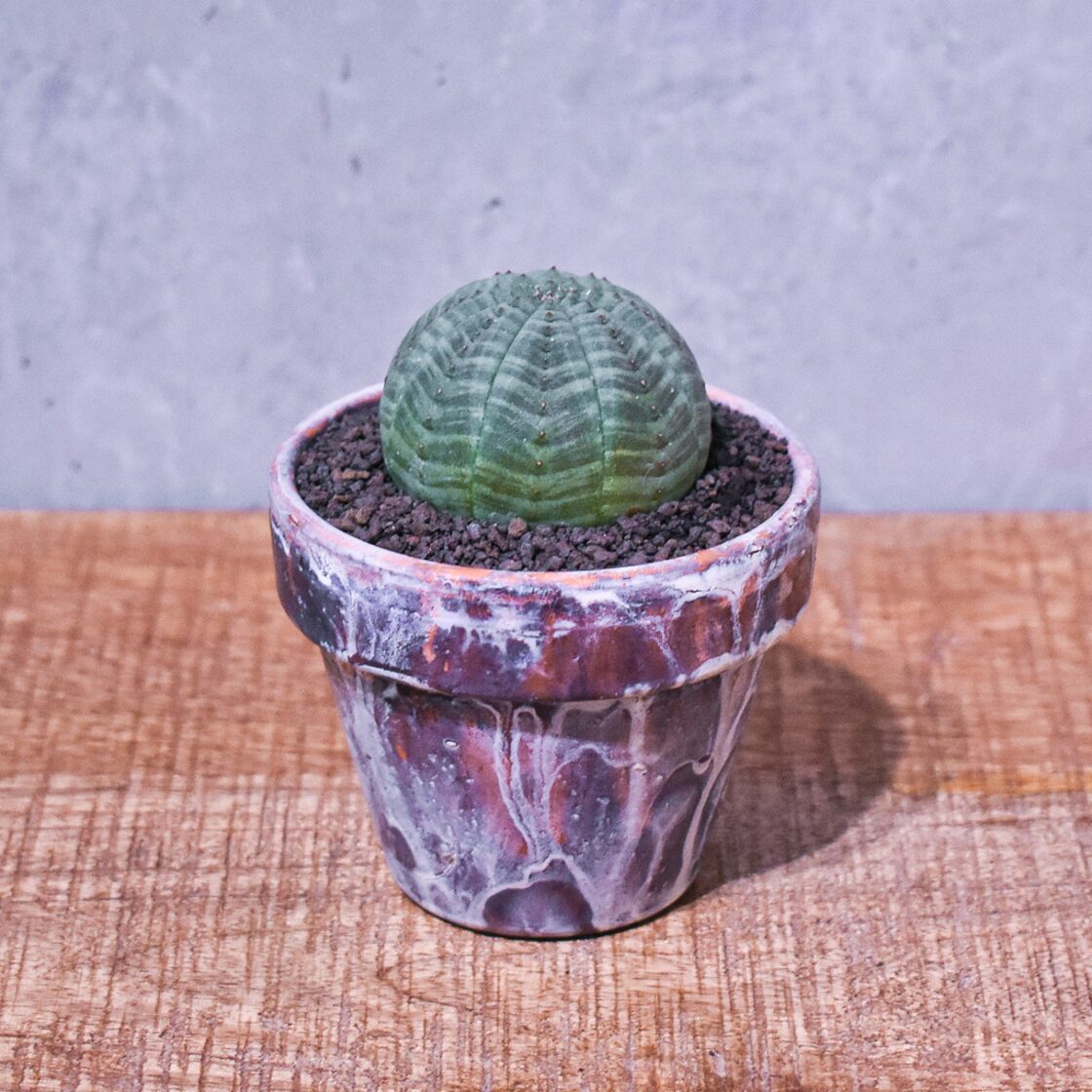 まんまる緑のおまんじゅう / ユーフォルビア・オベサ | Pay ID 