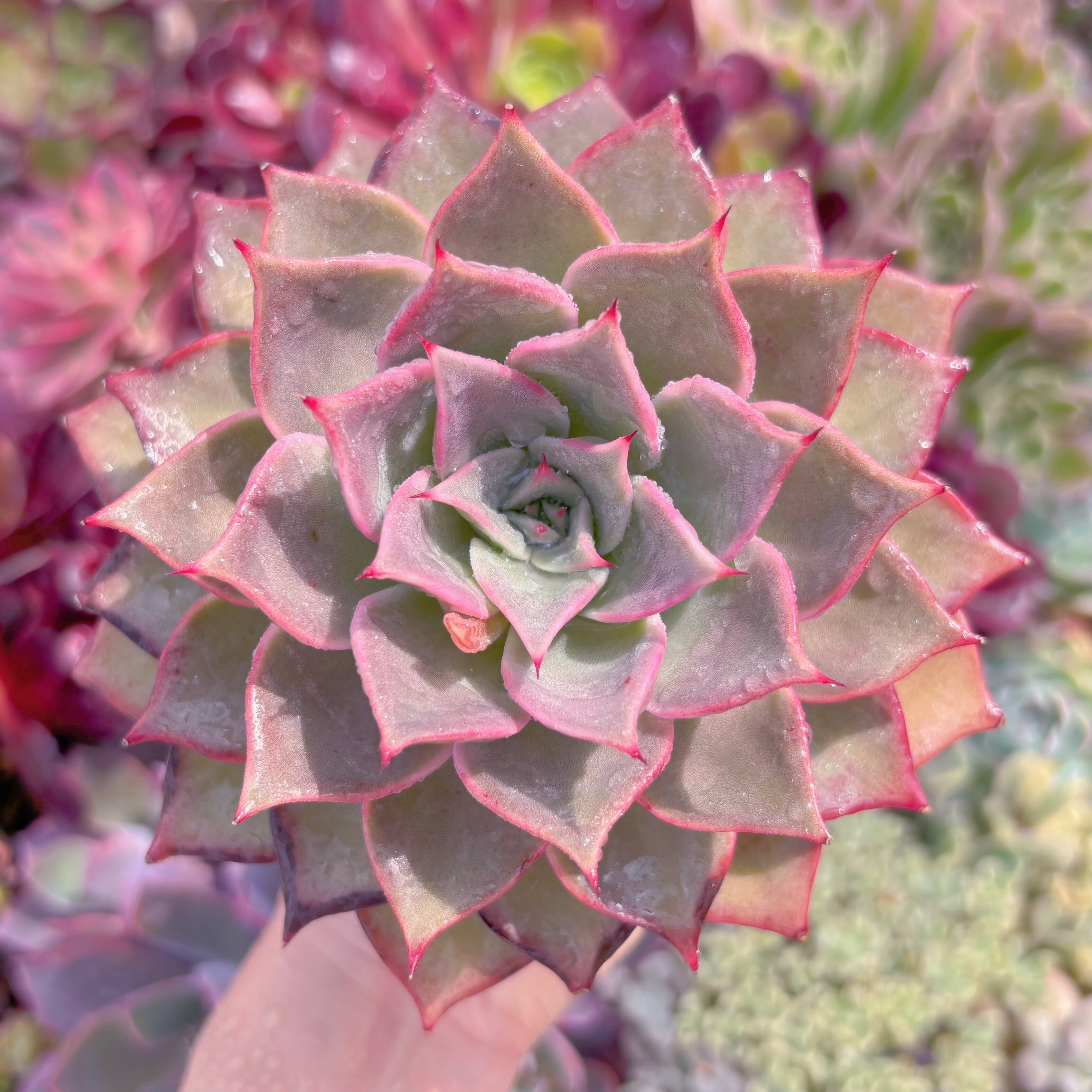 現物　ゲラン#624　大苗　るる農園