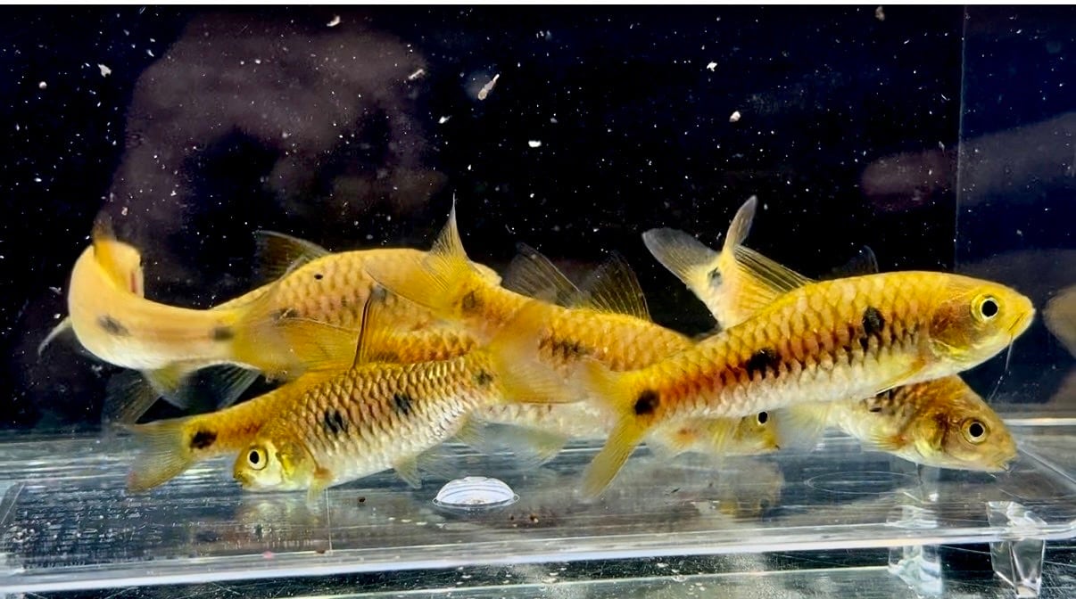 バルブスsp. Coyah 5〜7cm± ギニア産 | AQUASTYLEG
