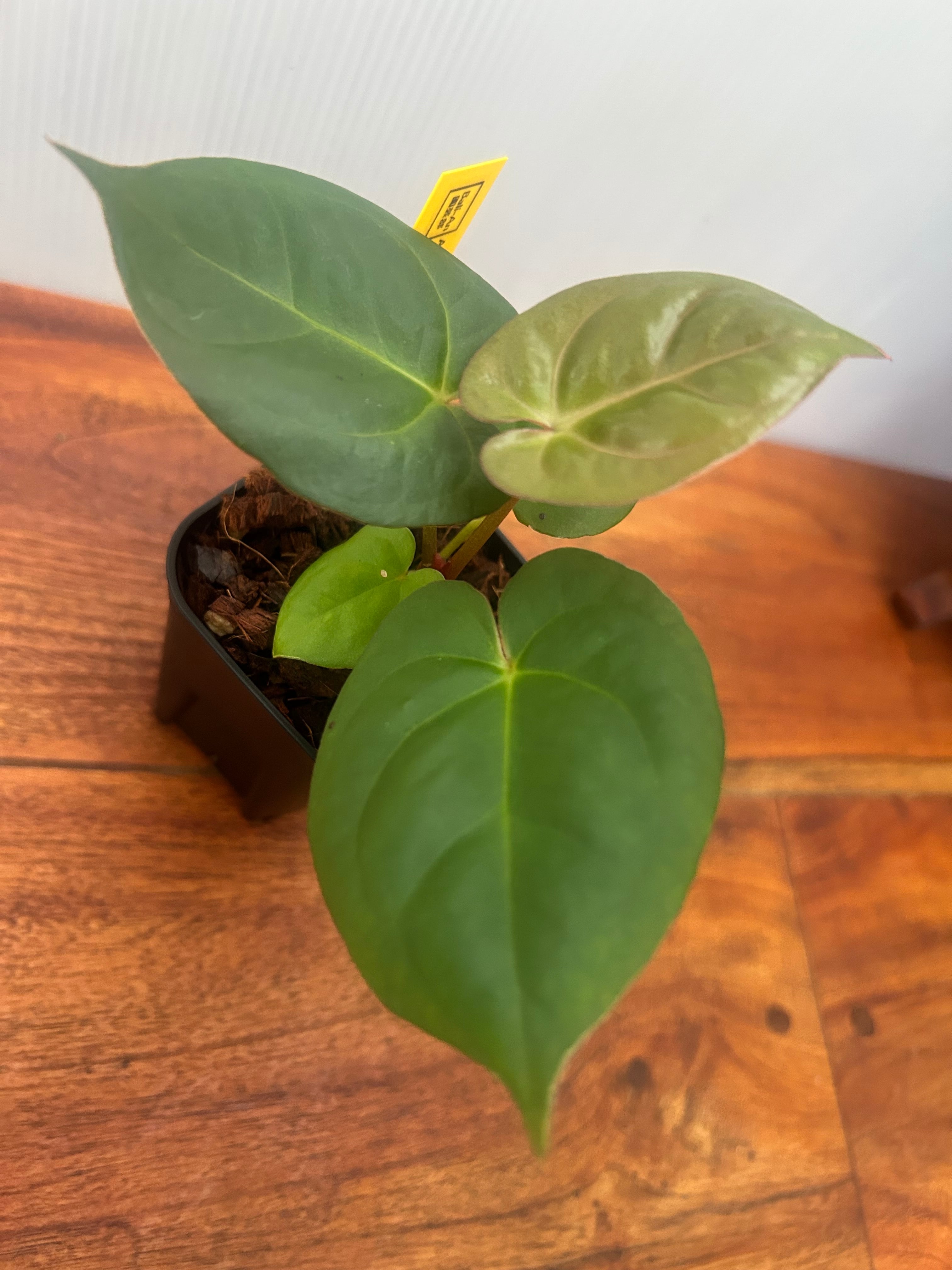 Anthurium | BA PLants