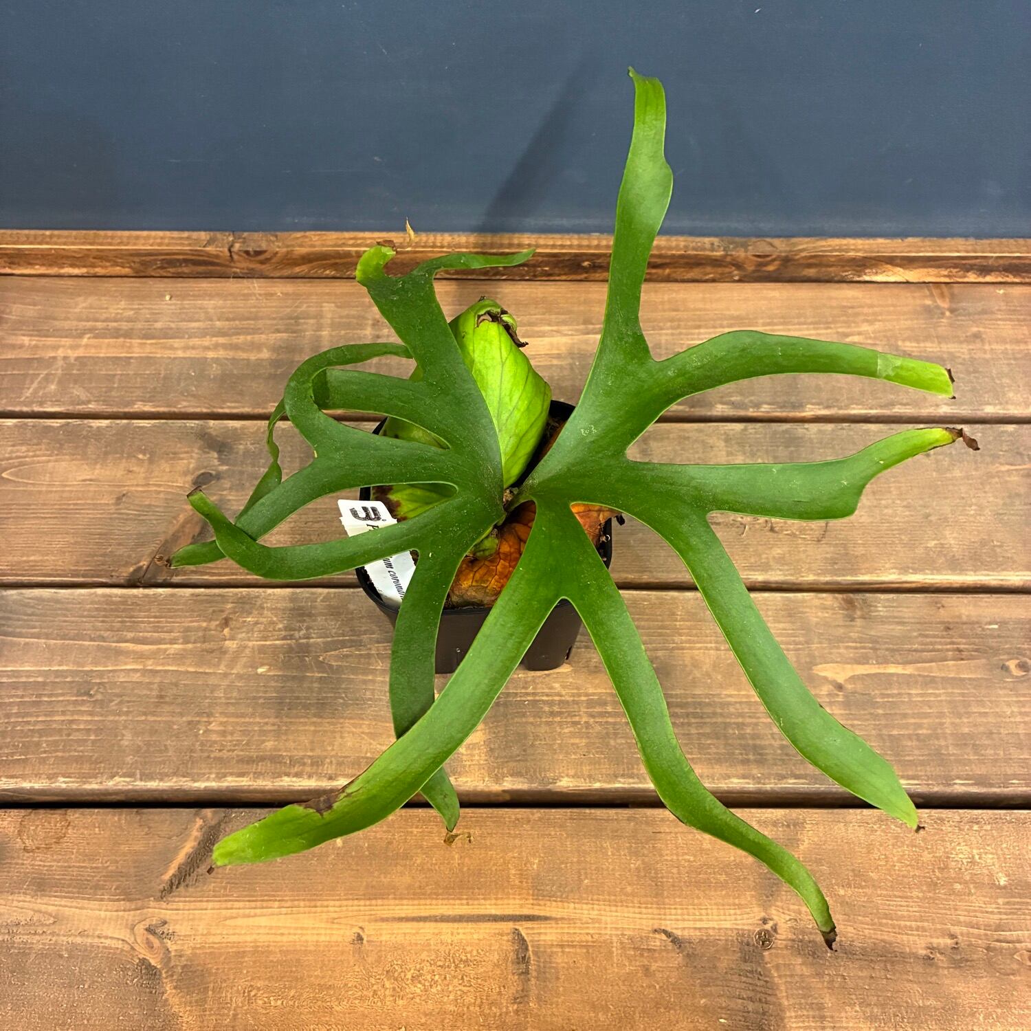 ビカクシダ P. coronarium cv 'QQ' (TC)【865】 | PROTOLEAF プロトリーフ