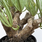 Tylecodon rubrovenosus ﻿【チレコドン・ルブロベノーサス】