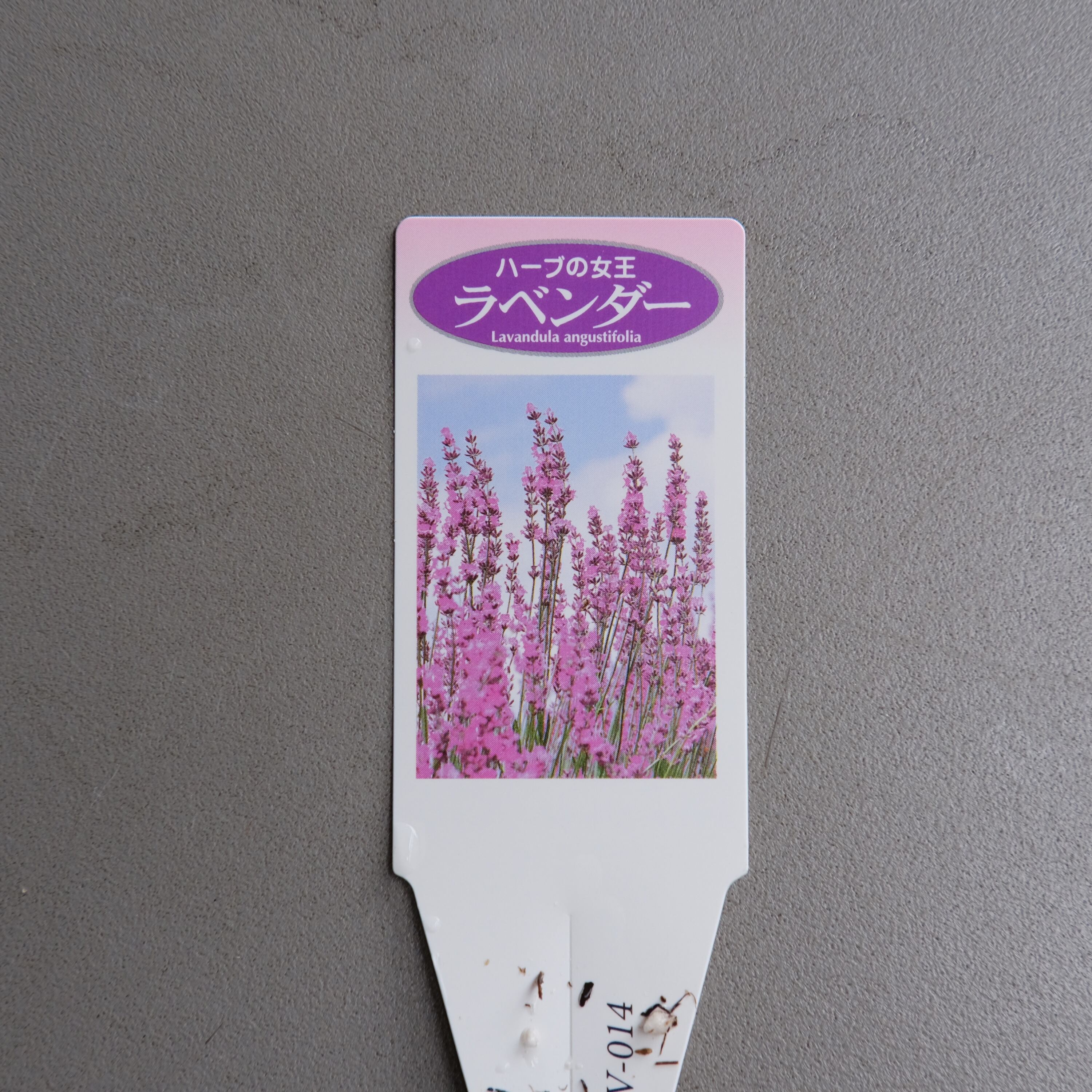 ラベンダー《 グロッソ ピンク 》 6号鉢 | グリーンギャラリーガーデンズ