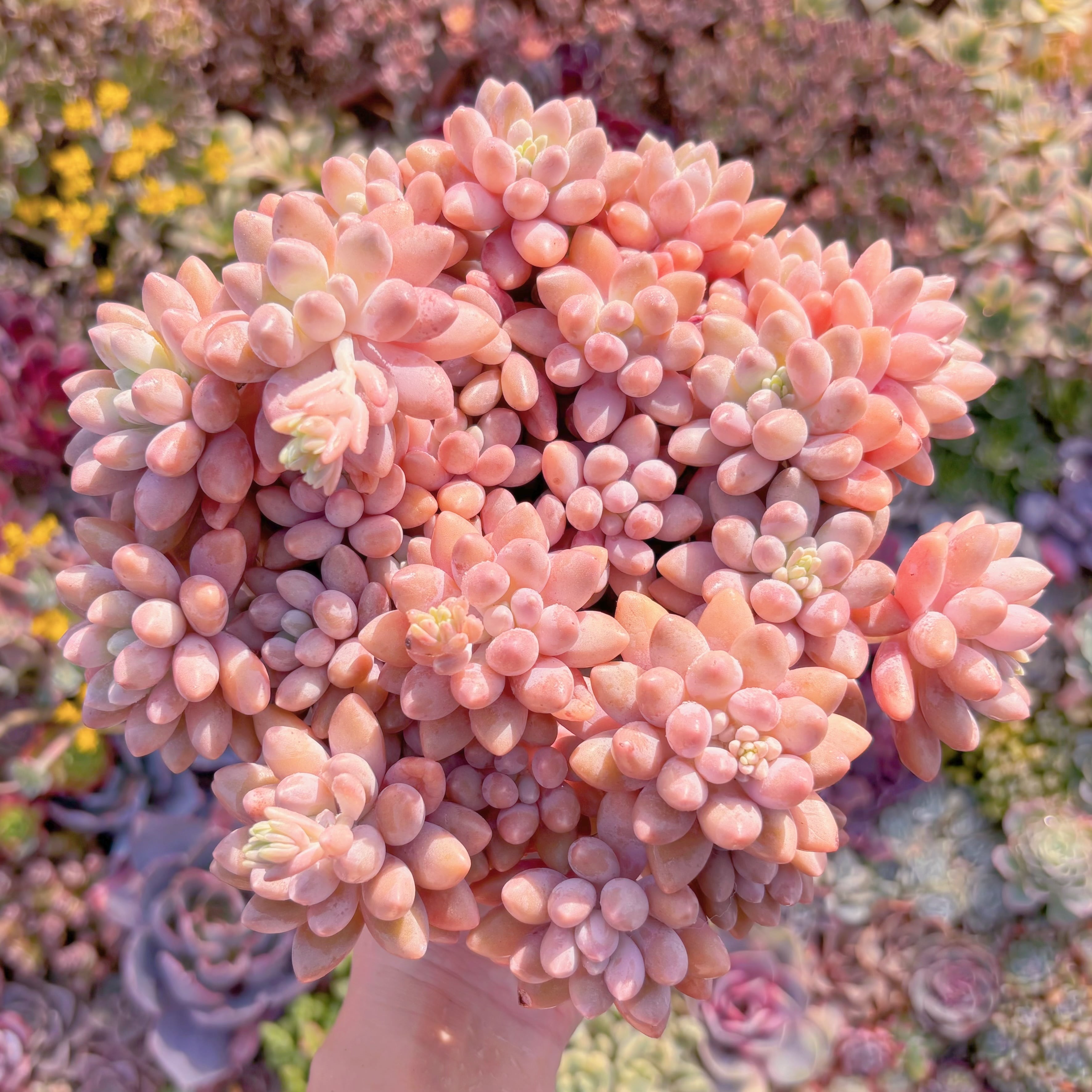 現品　桃美人#M229　特大群生　在庫僅少　新入荷　るる農園