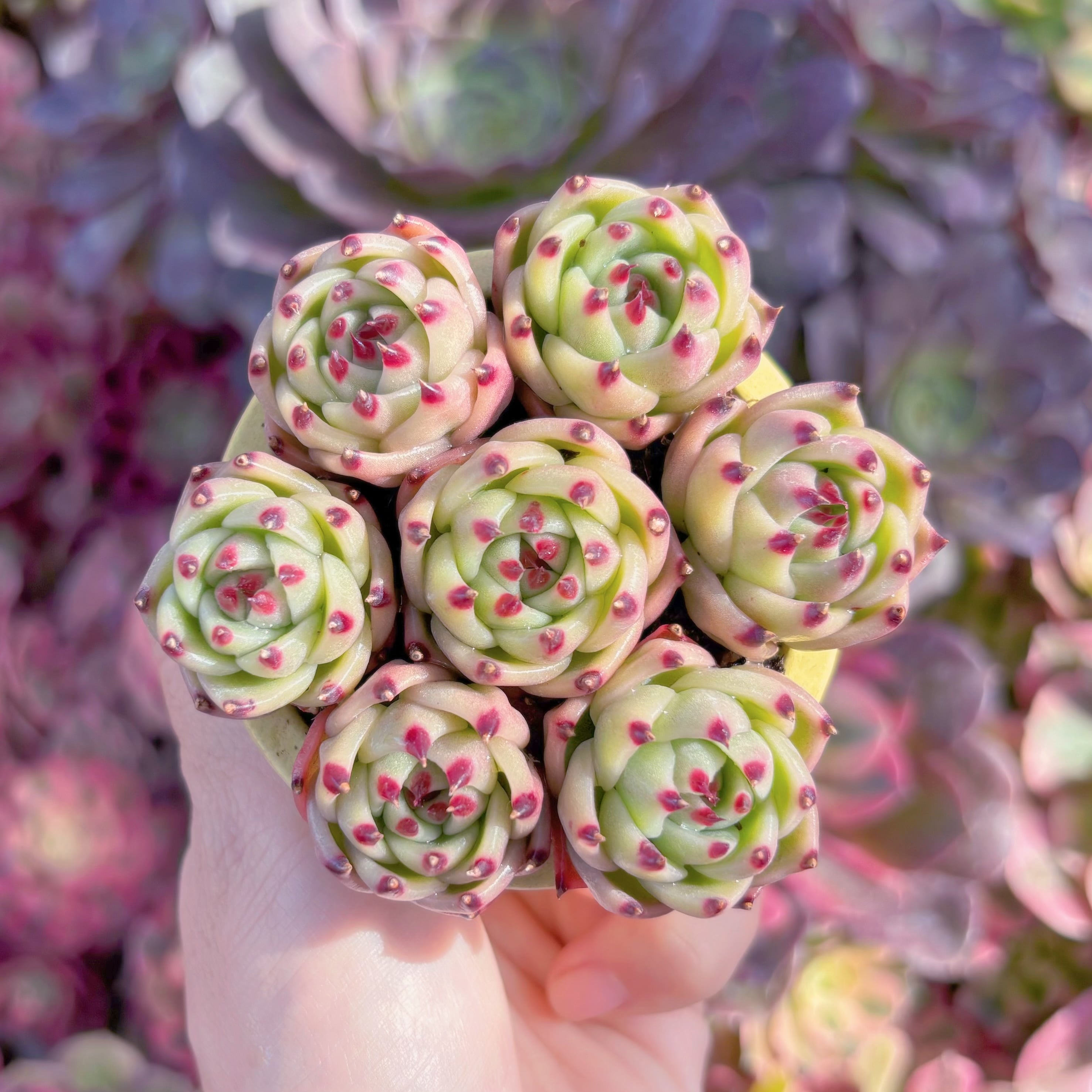 現品　ブルードラゴン#K216　るる農園