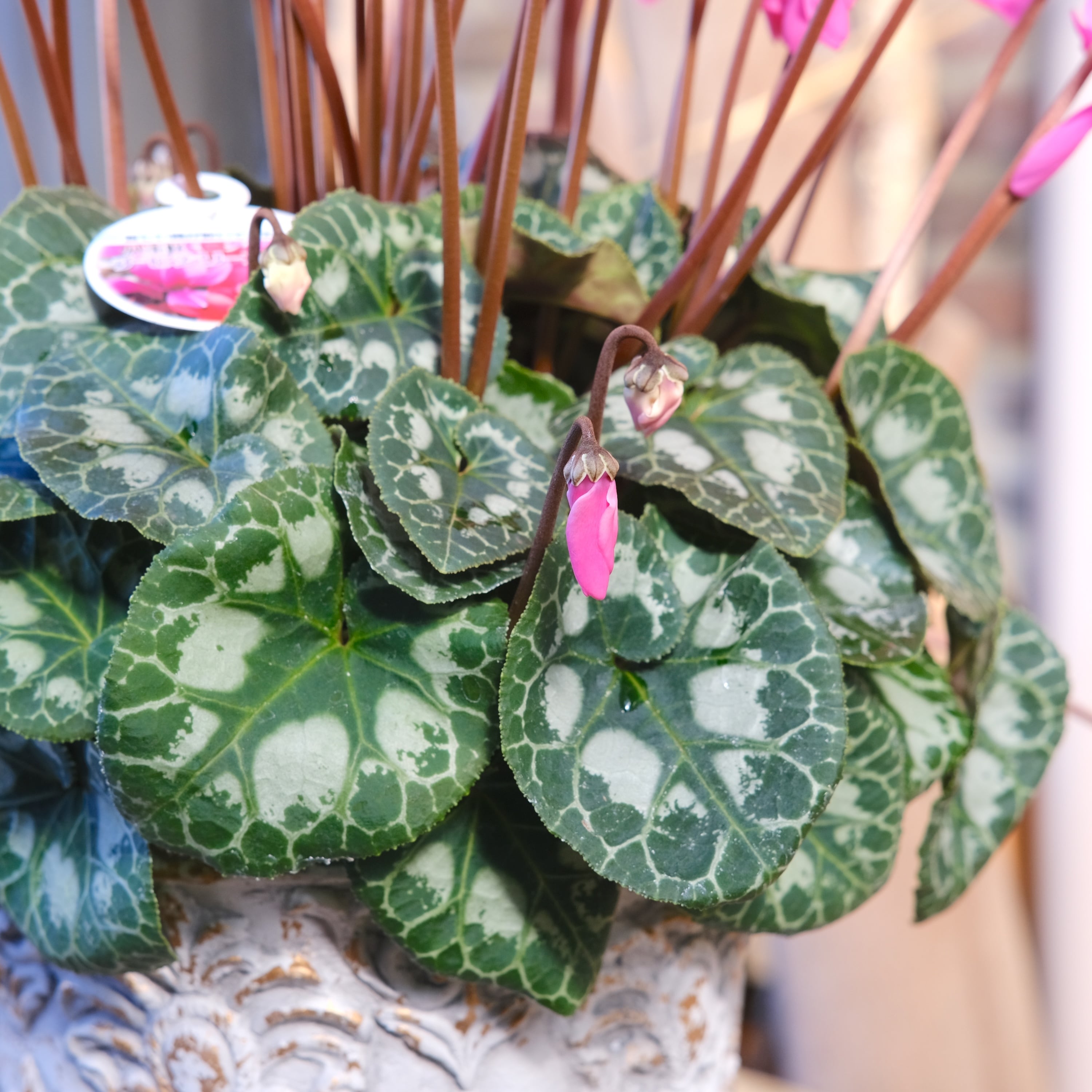 No, 17】ミニシクラメン チモシリーズ 八重《 枝垂れざき 》鉢なし