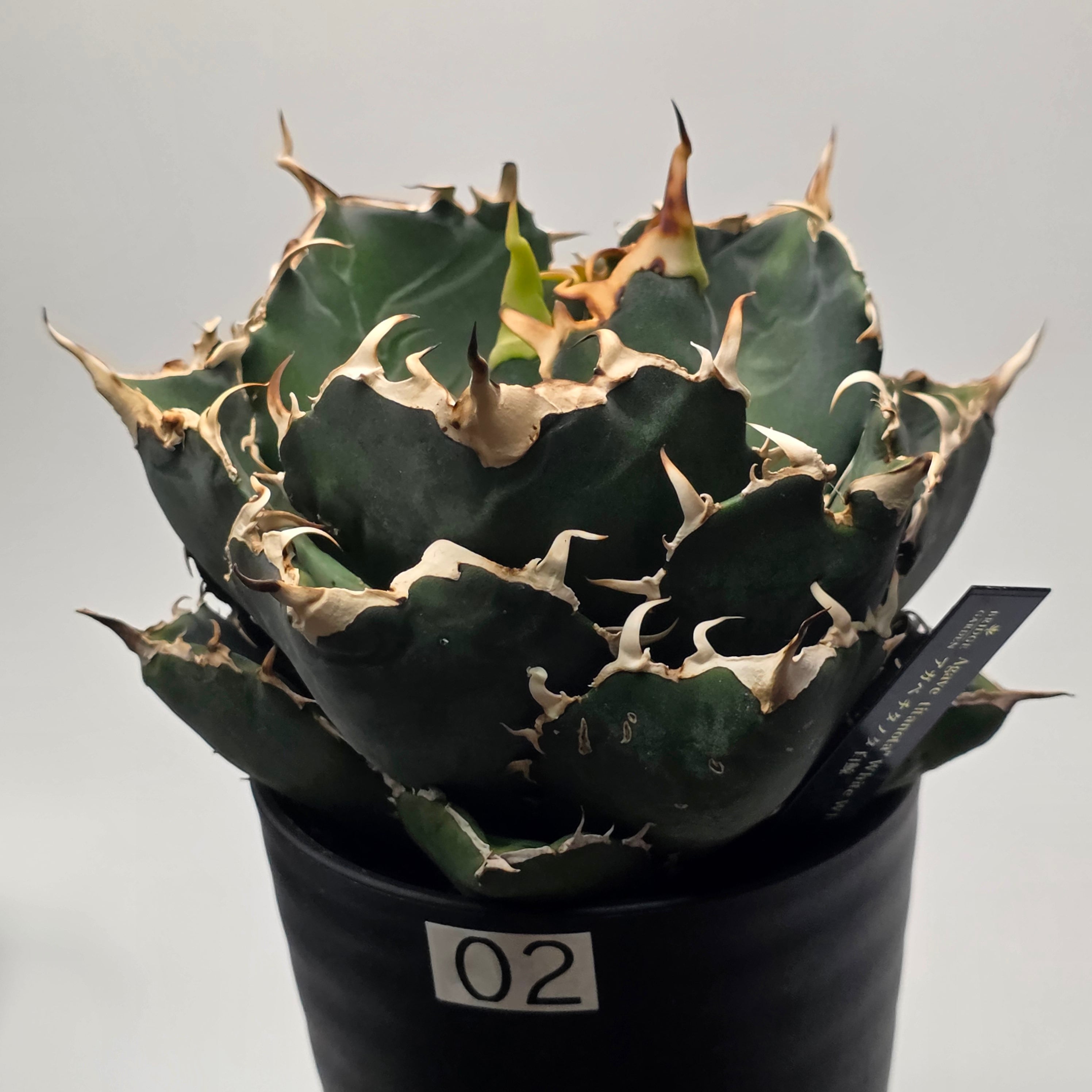 アガベ チタノタ 白鯨 (Agave titanota 'Hakugei') | BRIDGE GARDEN