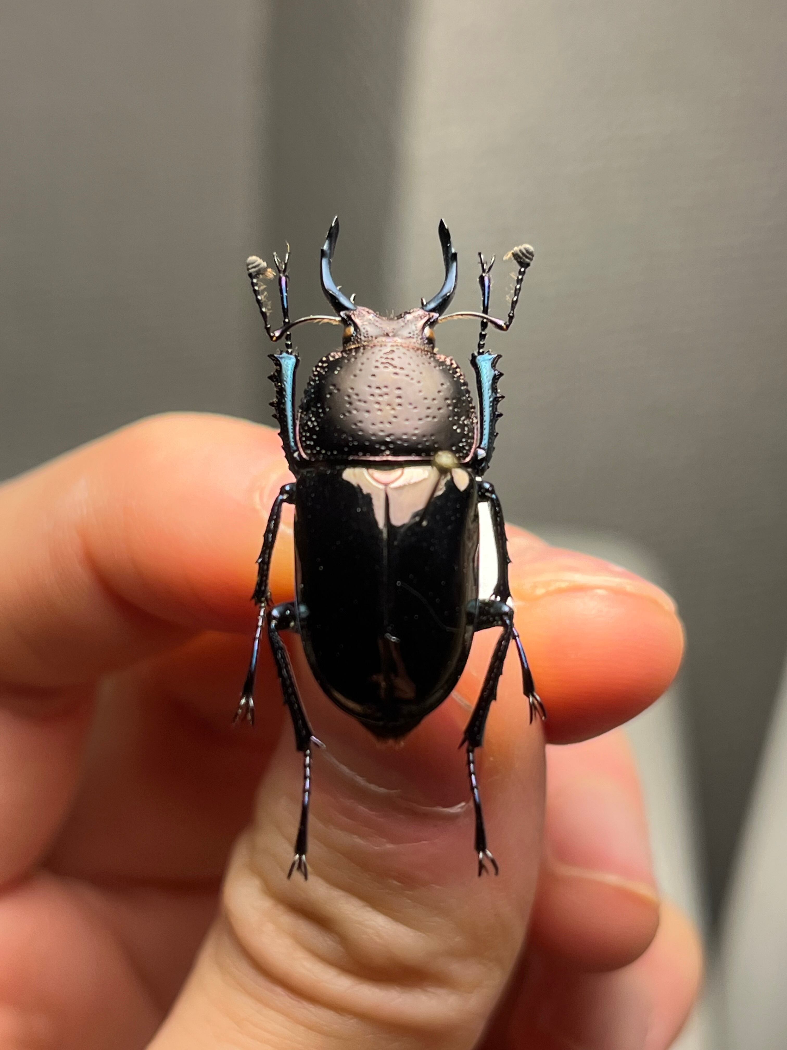 30mm】ドウイロクワガタ Streptocerus speciosus 智力宝石 WC チリ産