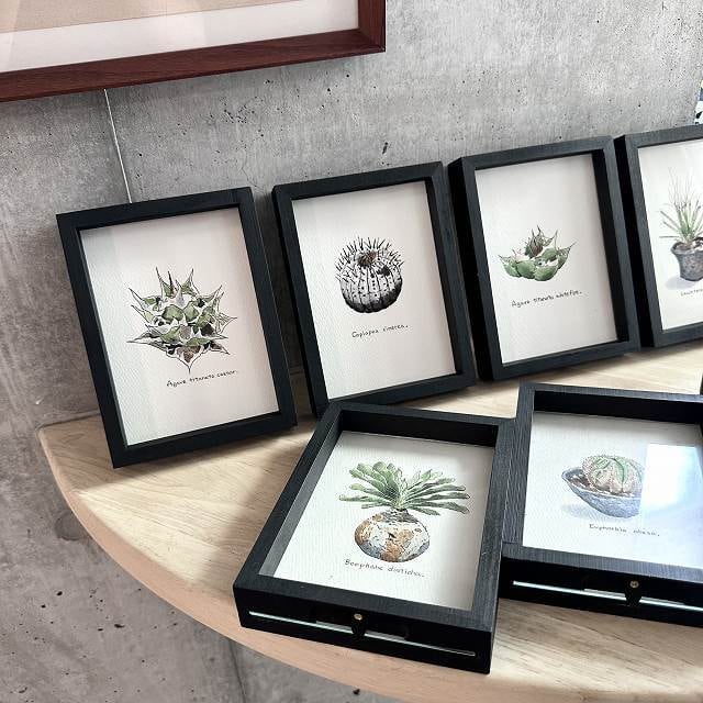 agave titanota kaio painting/アガベ チタノタ 海王 オリジナル