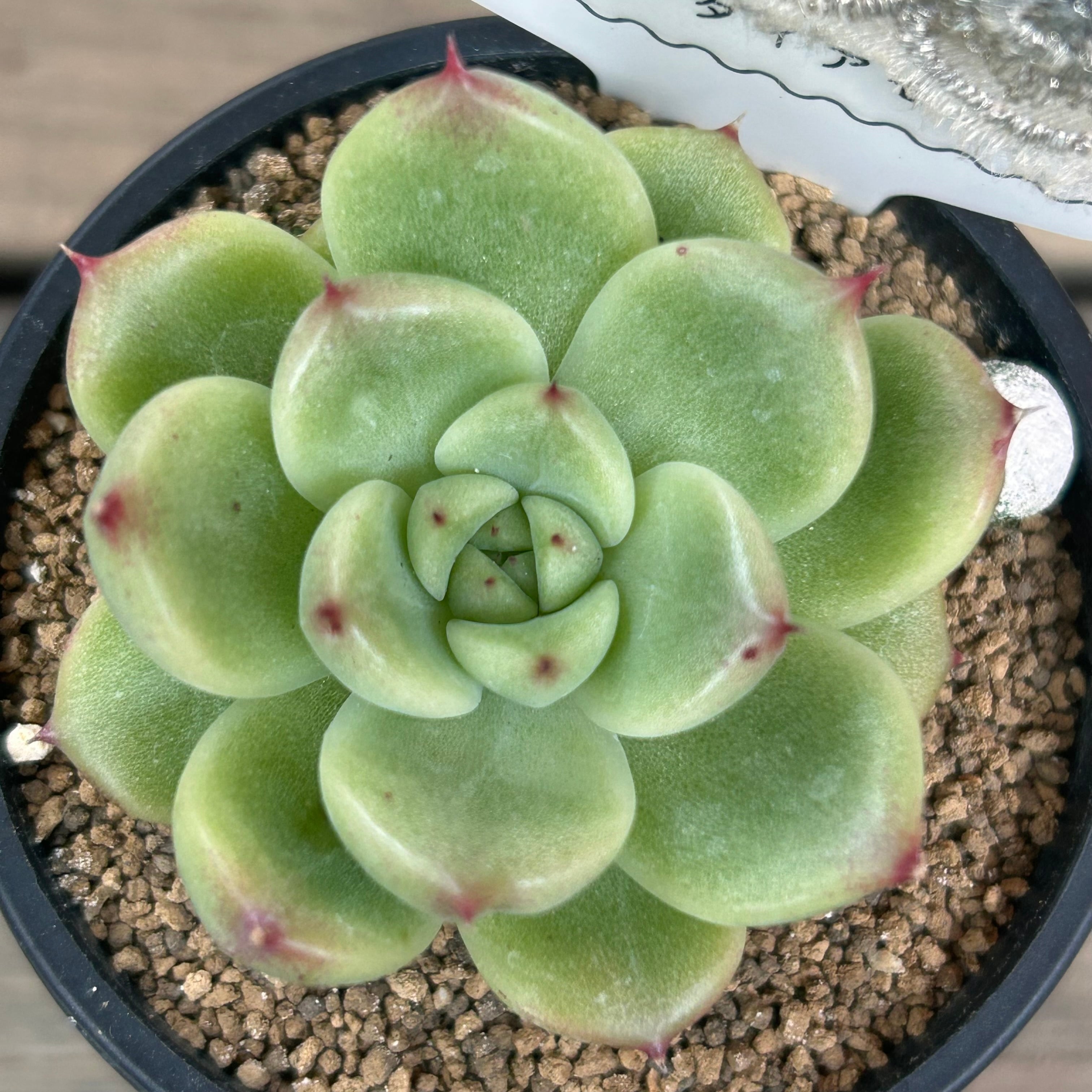 ブルーダイヤモンド | RuPo 多肉植物専門店