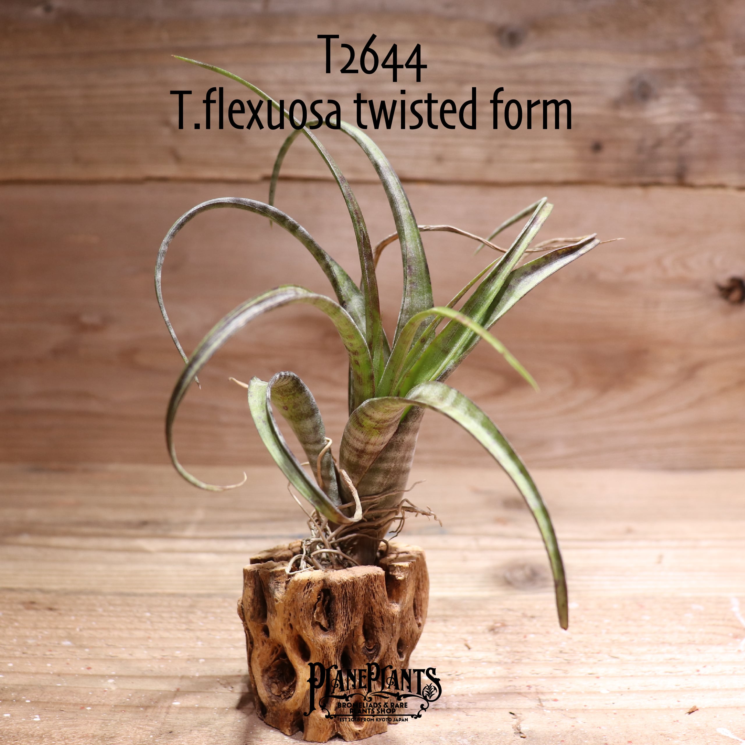 exserta × xerographica〔エアプランツ〕T5172 ゼログラフィカ X コンカラー ハイブリッド エア プラント – Air