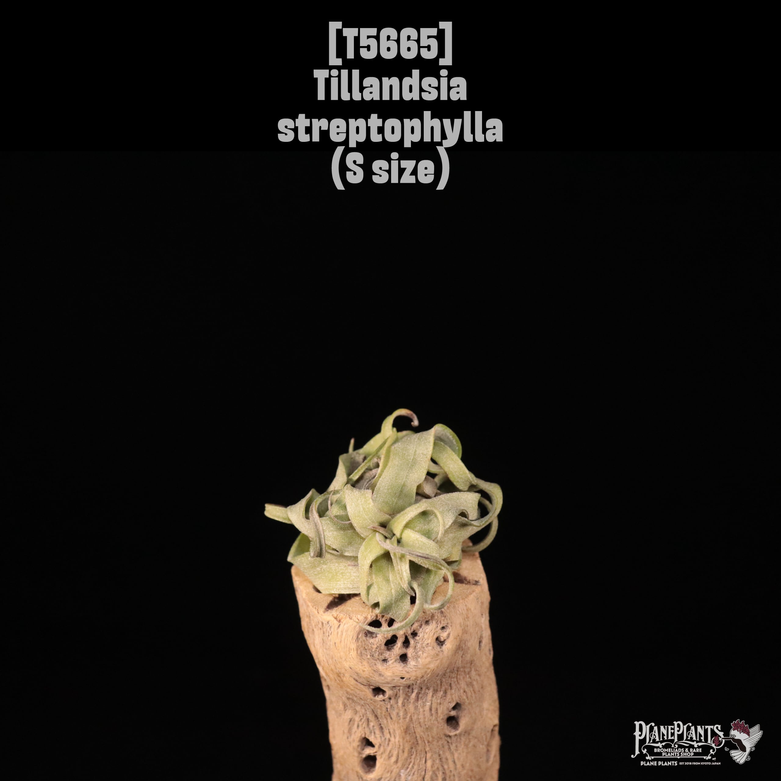 【送料無料】streptophylla S〔エアプランツ〕現品発送T5665