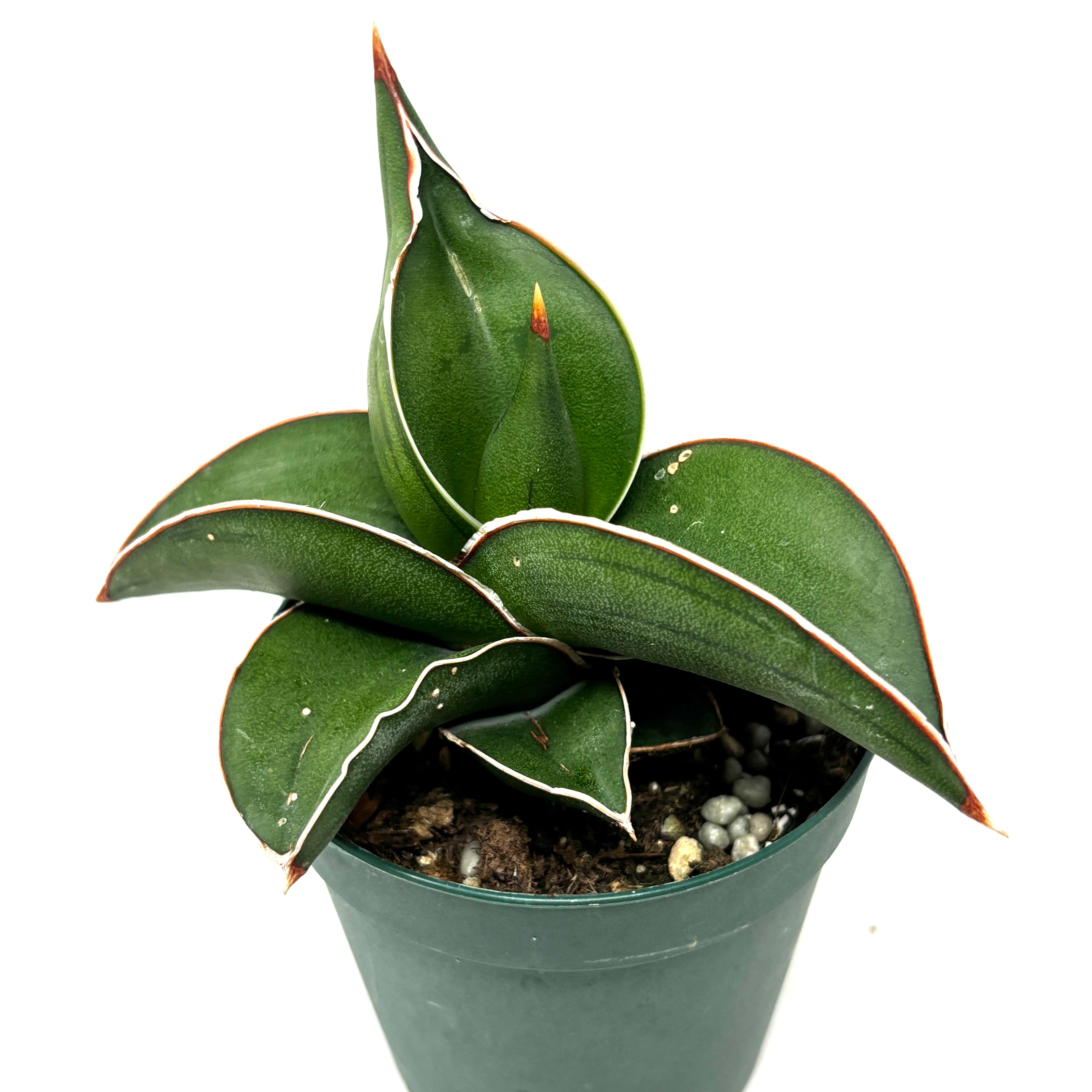 サンスベリア サムライドワーフ【222】