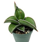 サンスベリア サムライドワーフ【222】