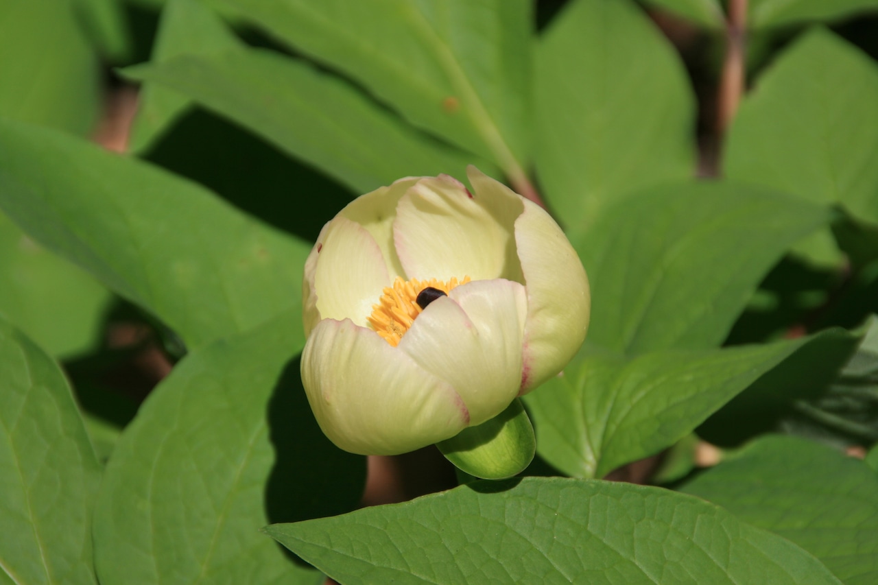 ヤマシャクヤク花芽なし(山芍薬)種蒔き苗 12cmポットの画像02