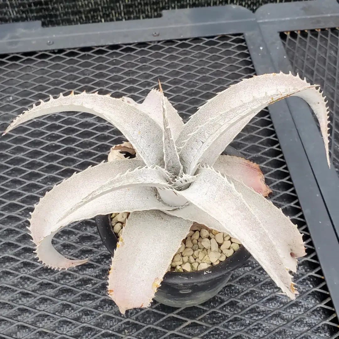Dyckia（ディッキア） | レアプランツ通販サイトPlants Maniax