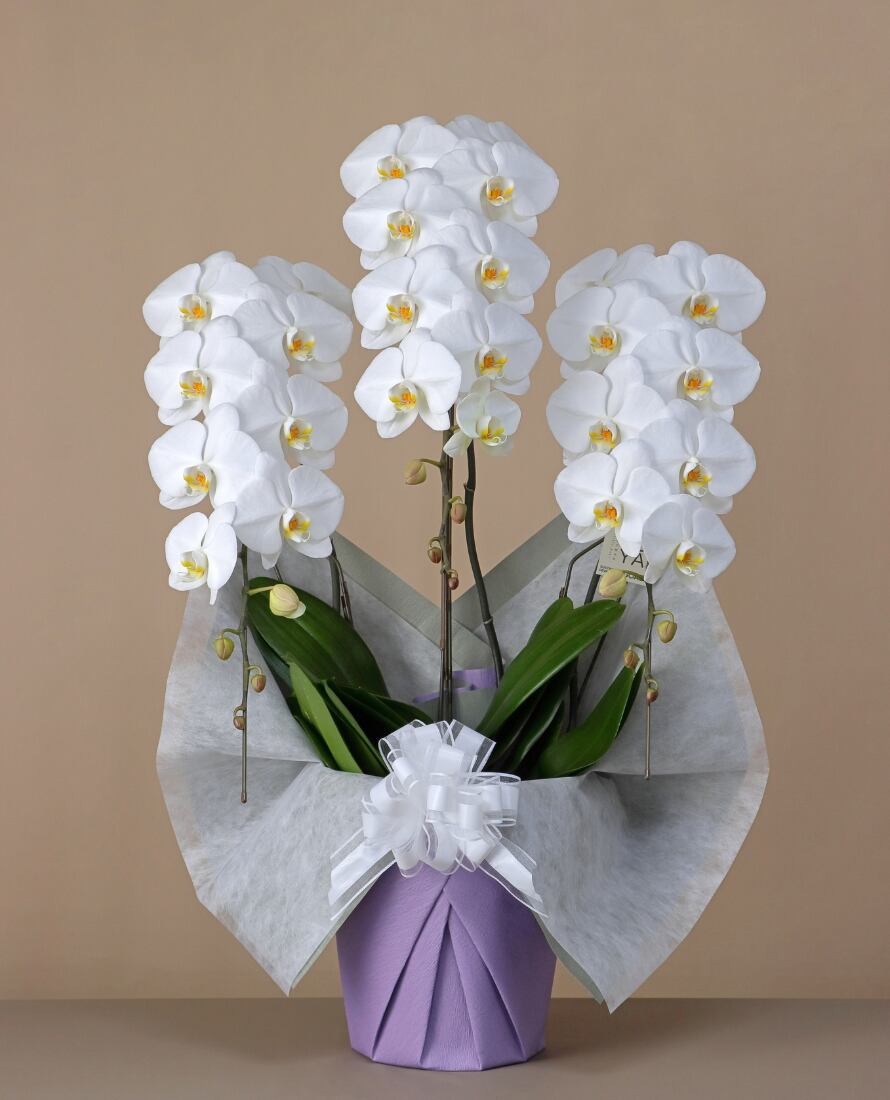 【法事・法要】3本立 スタンダード(30輪~33輪程度) 【やさしく想いを伝える供花】コンパクトながら清らかな美しさを湛えた一鉢に仕上げました。仏壇やご自宅で静かに故人を偲ぶ場に。