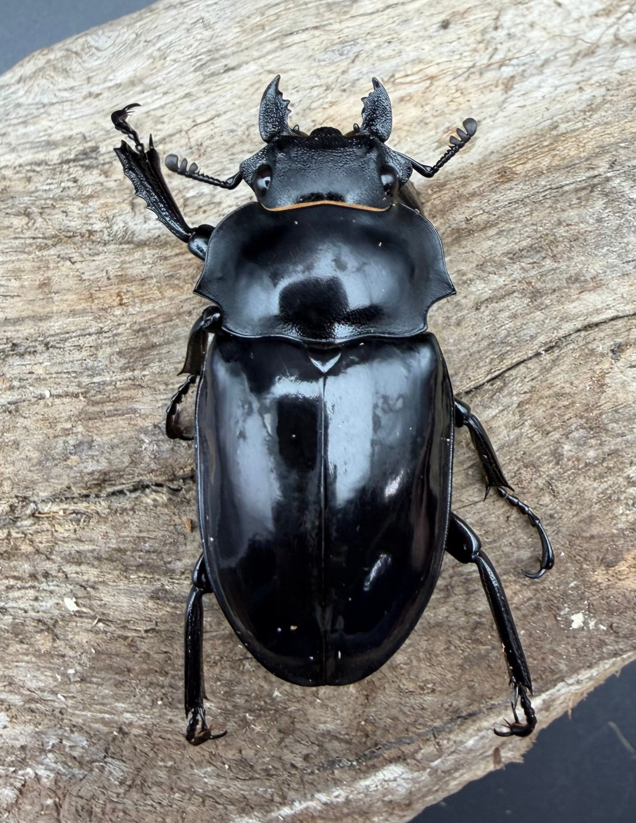 WD】《ダールマンツヤクワガタ亜種セレベンシス 89mm ペア》 | KPW公式