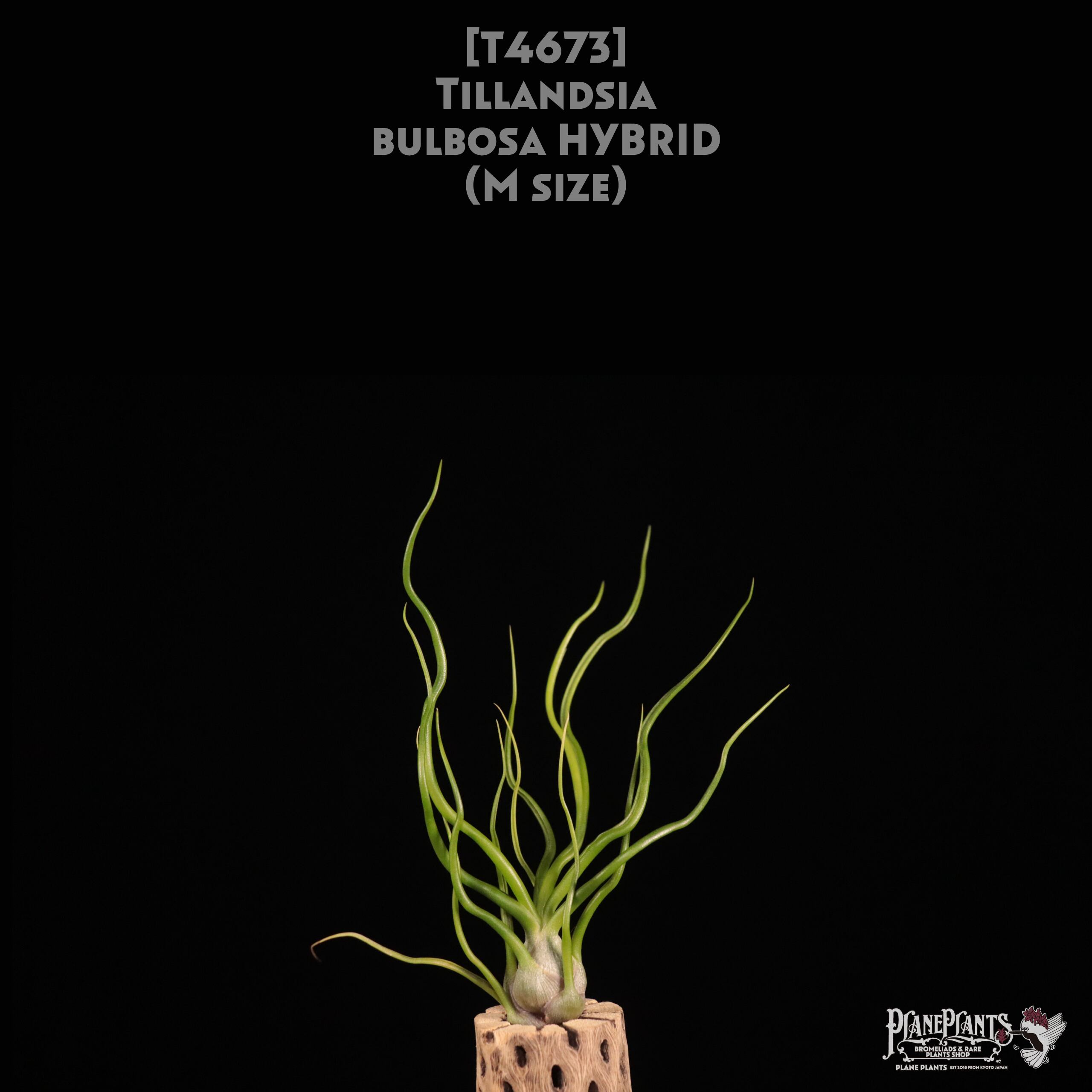 【送料無料】bulbosa HYBRID M〔エアプランツ〕現品発送T4673