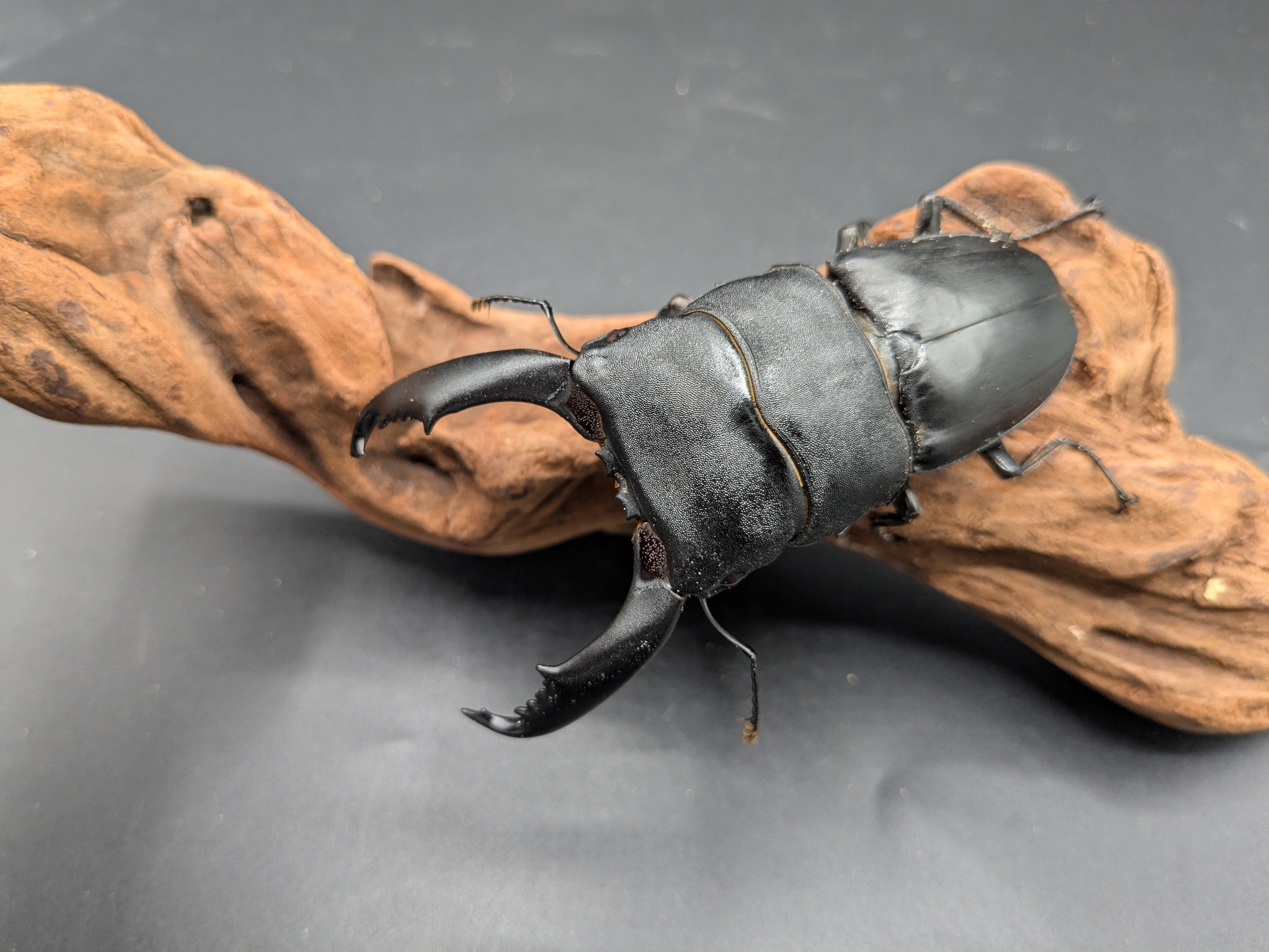 WDペレンオオヒラタ ♂89mm♀40mm