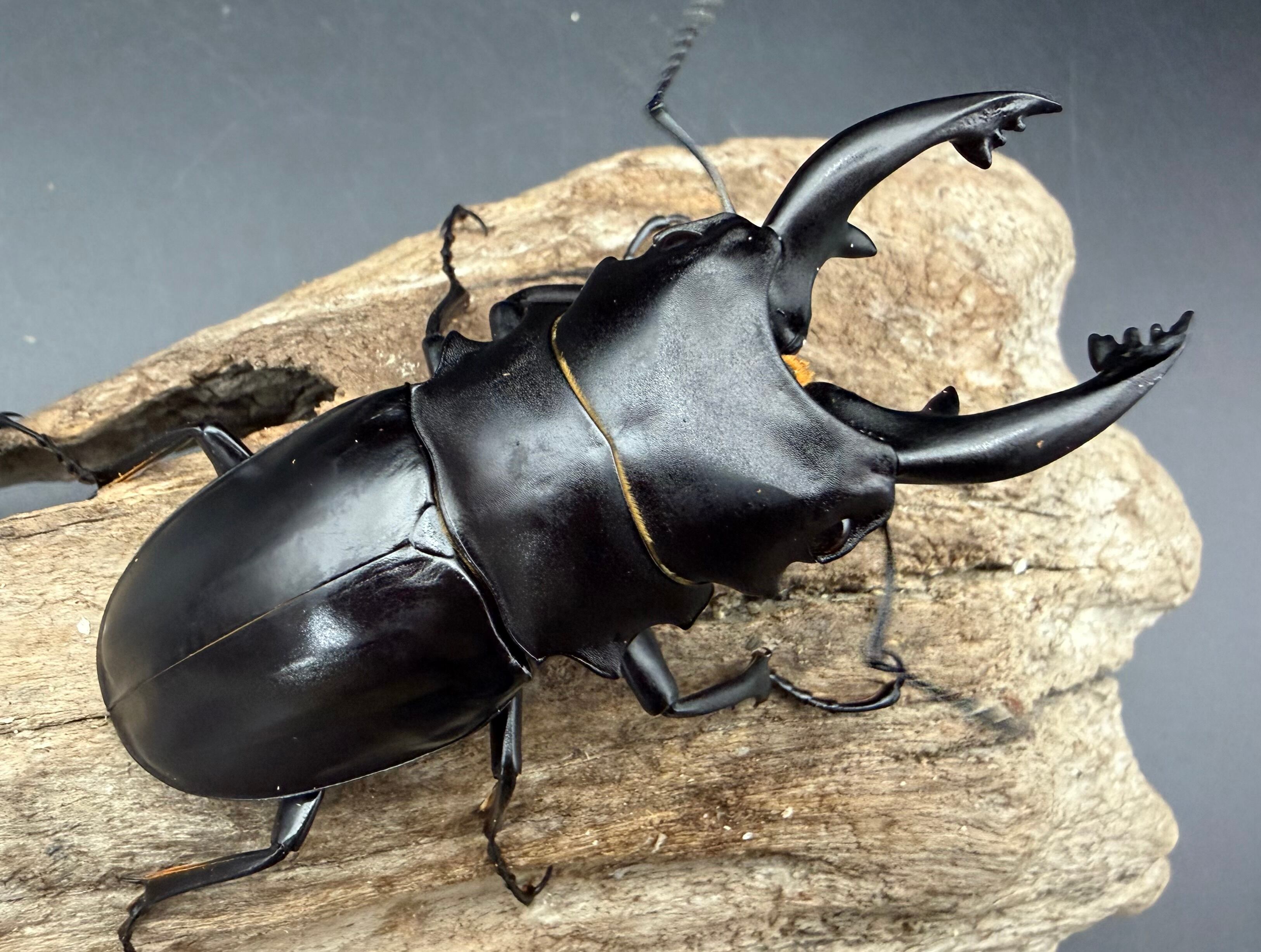 クワガタ、カブトムシ生体 クワガタ生体 | KPW BASE店