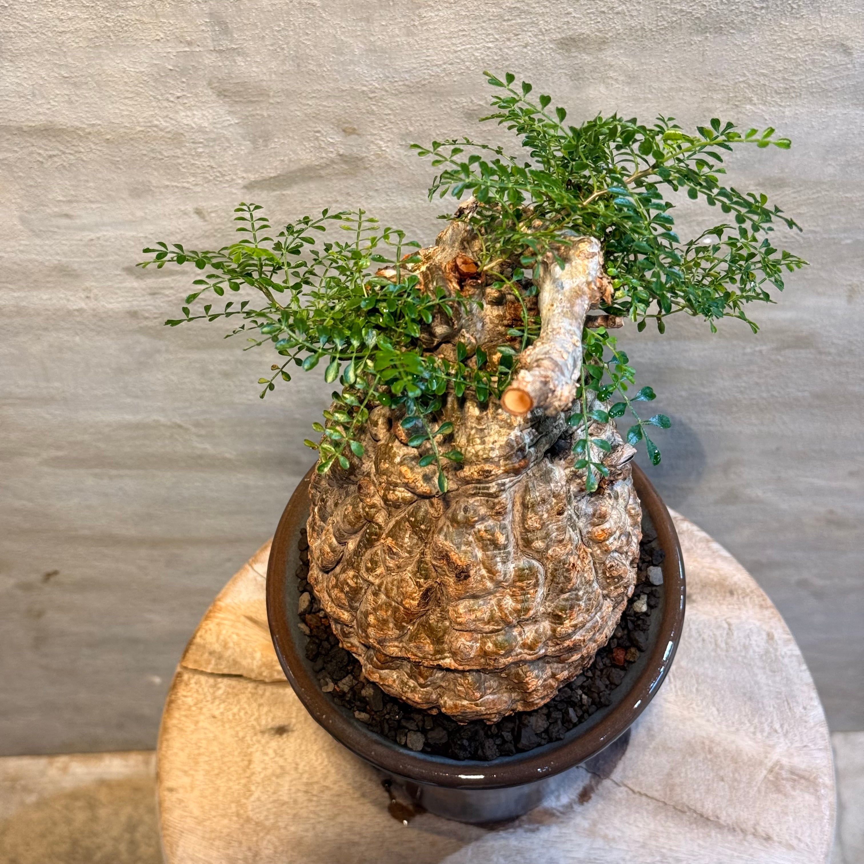 送料無料！【植物】オペルクリカリア パキプス 発根済み現地株×ARCH